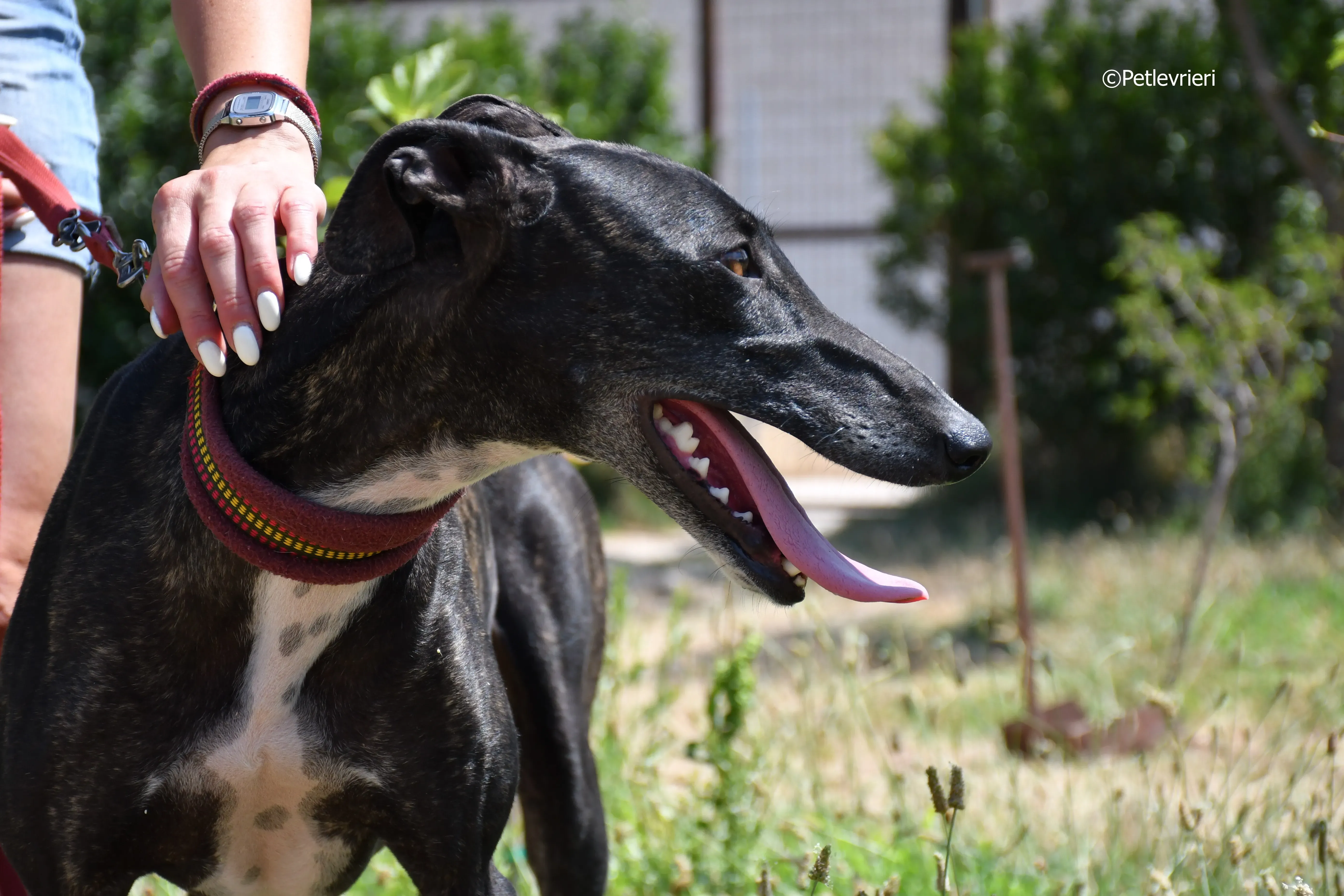 arwen adozione levrieri galgo 13