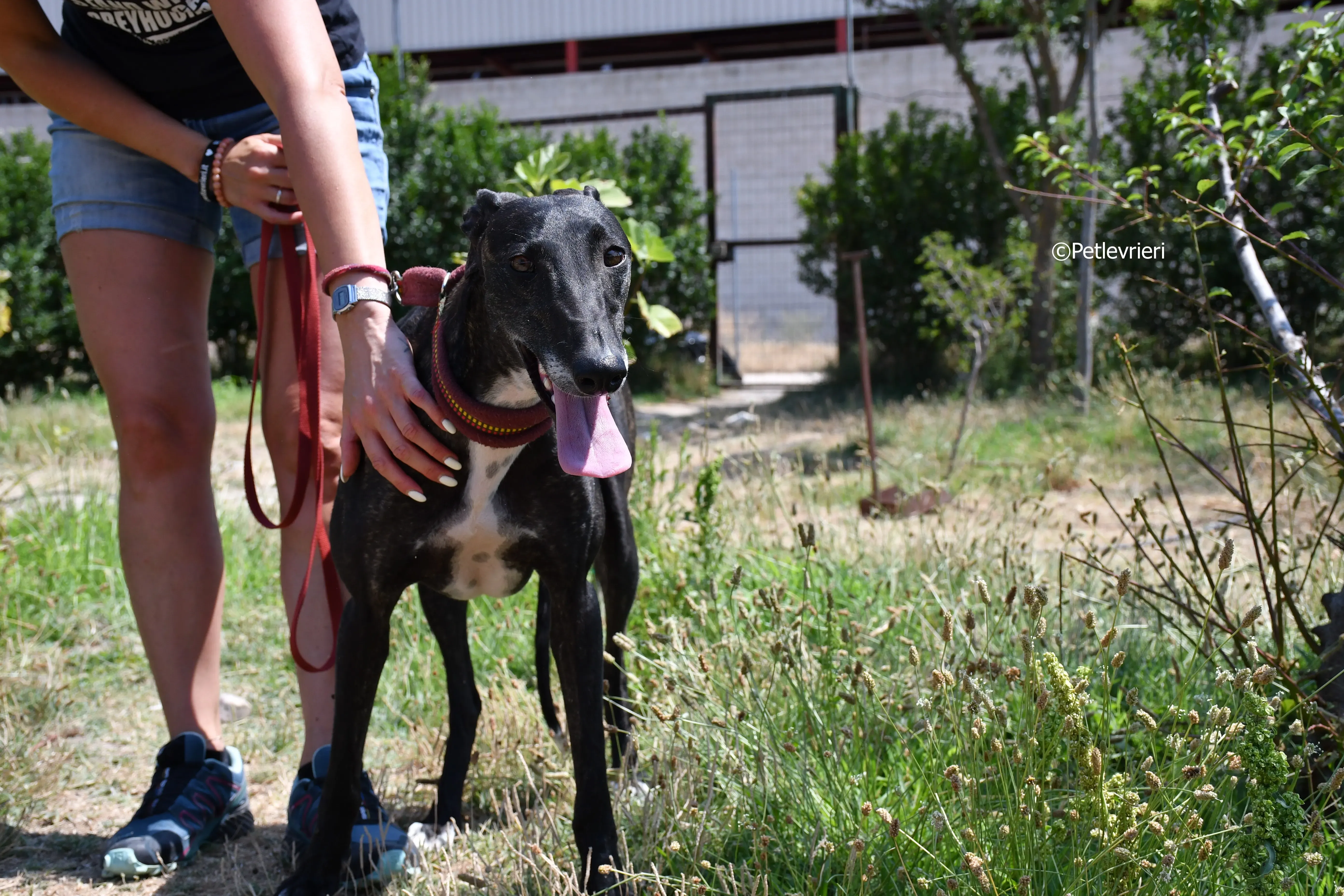 arwen adozione levrieri galgo 14