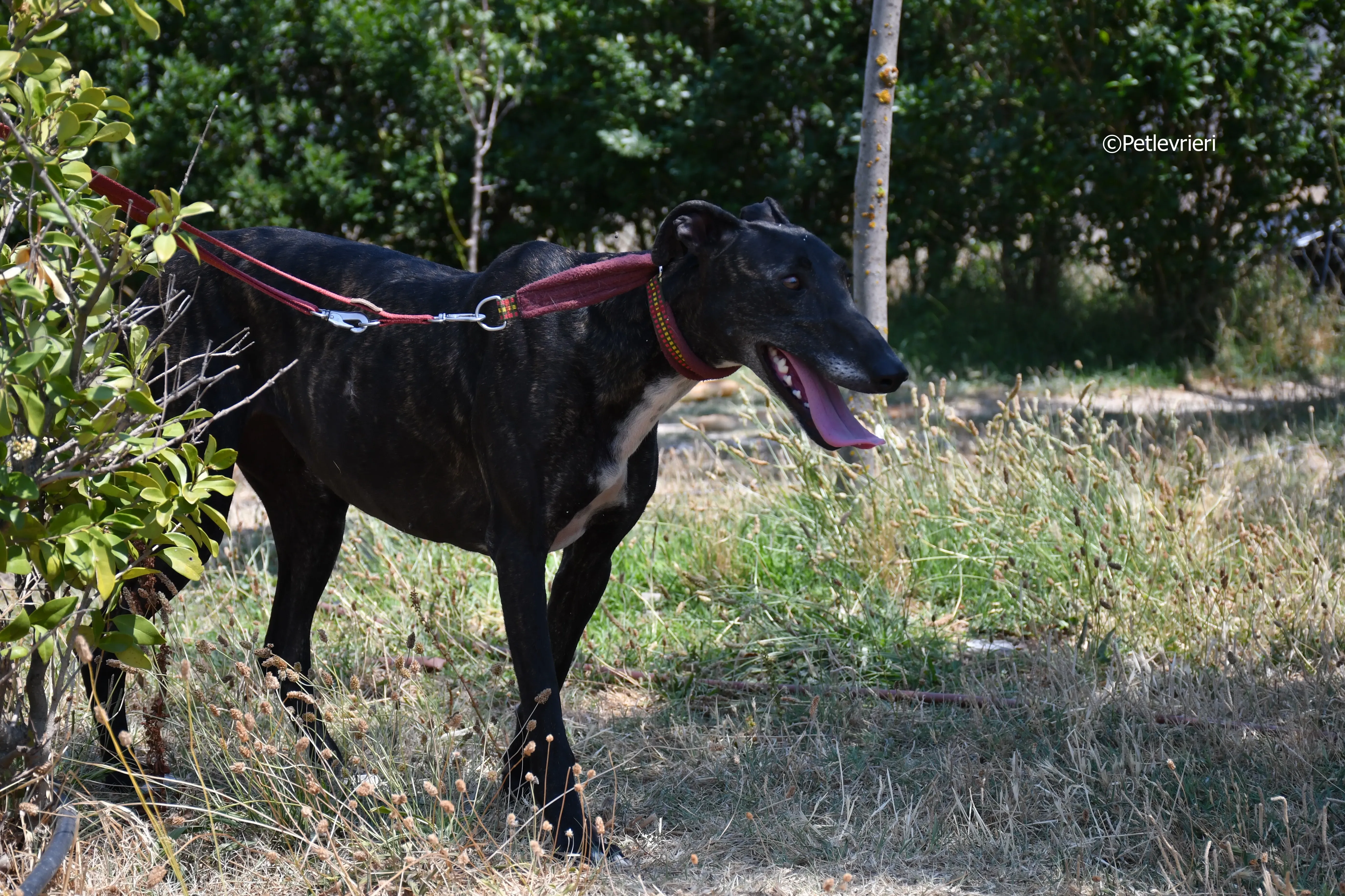 arwen adozione levrieri galgo 2