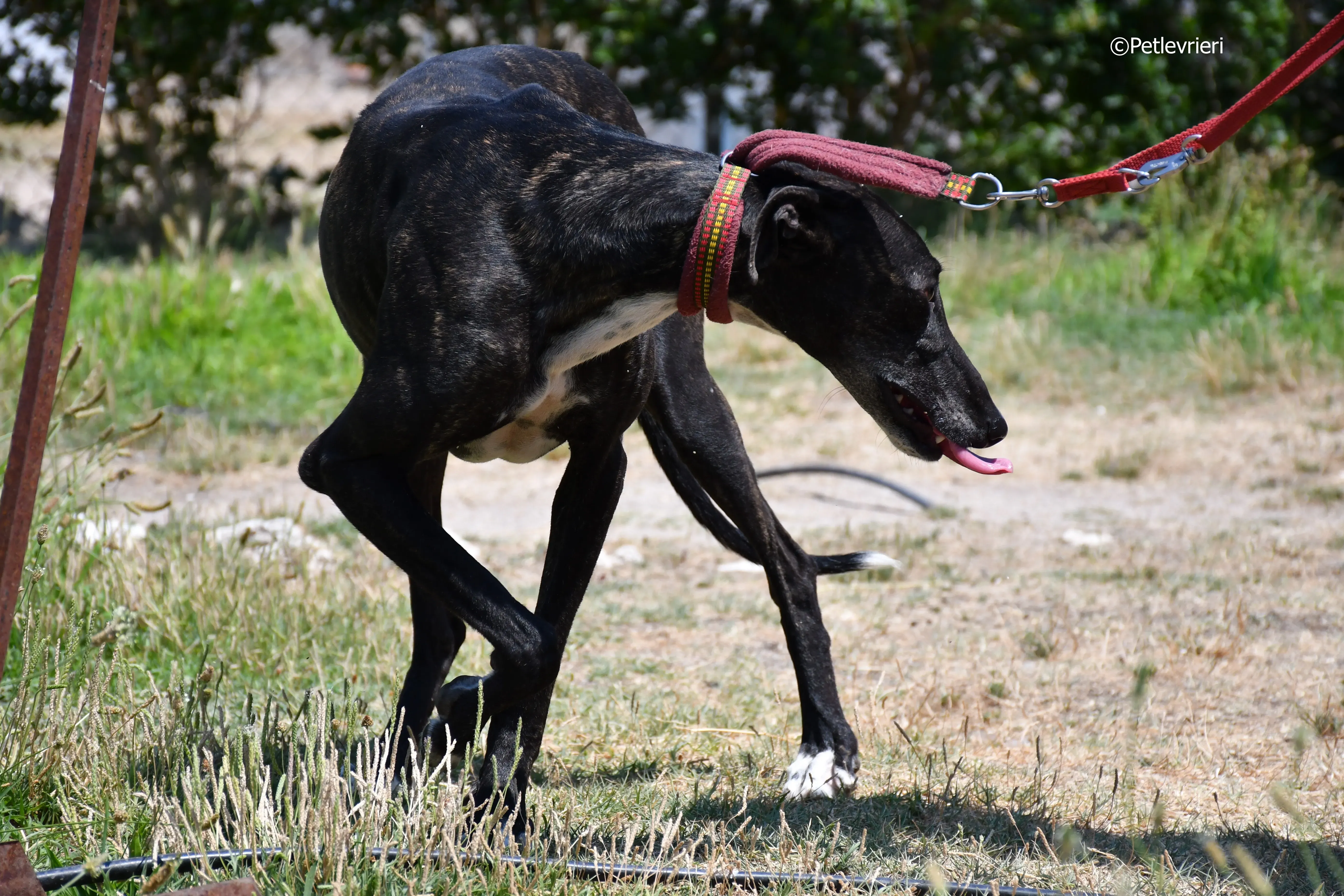 arwen adozione levrieri galgo 3