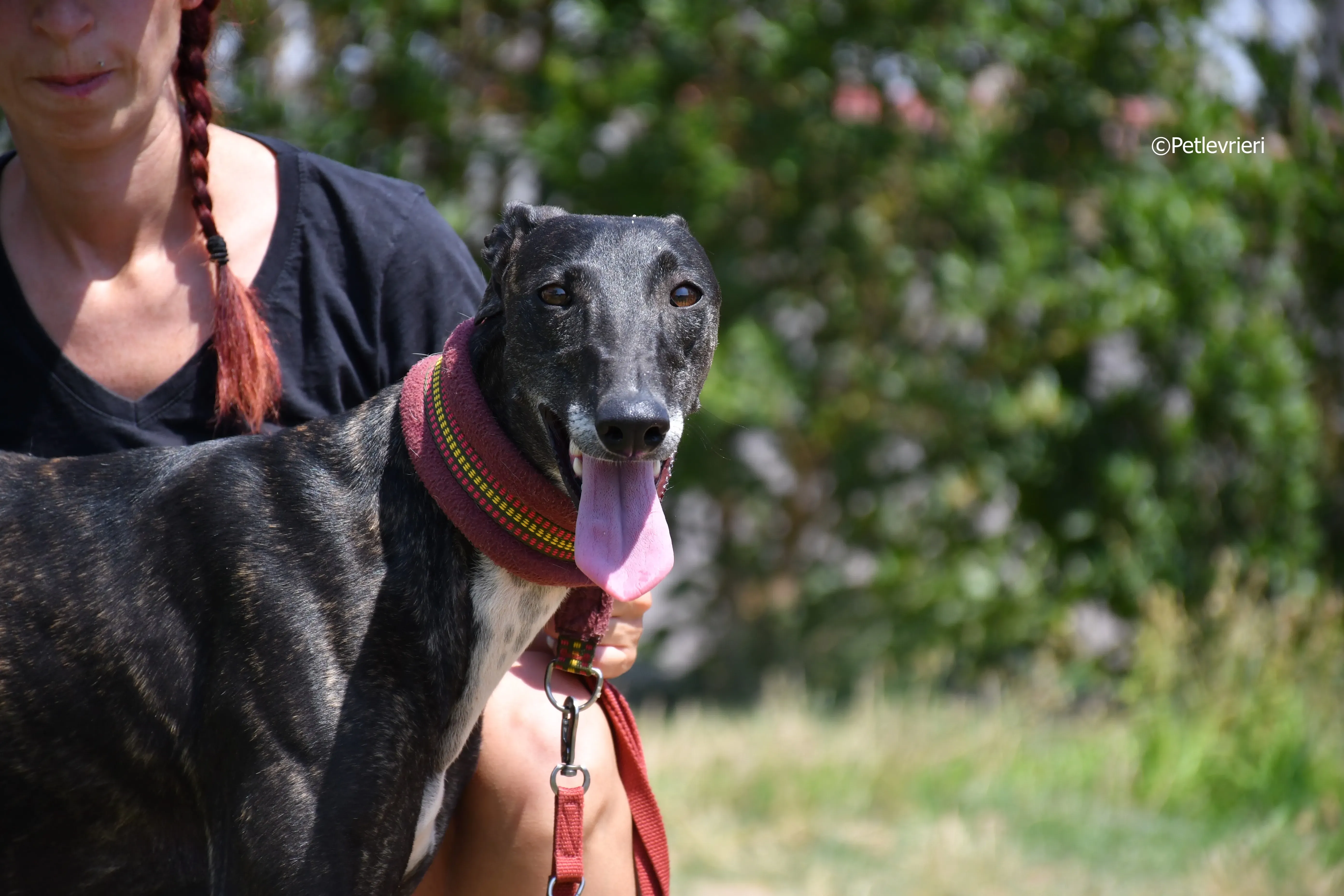 arwen adozione levrieri galgo 4