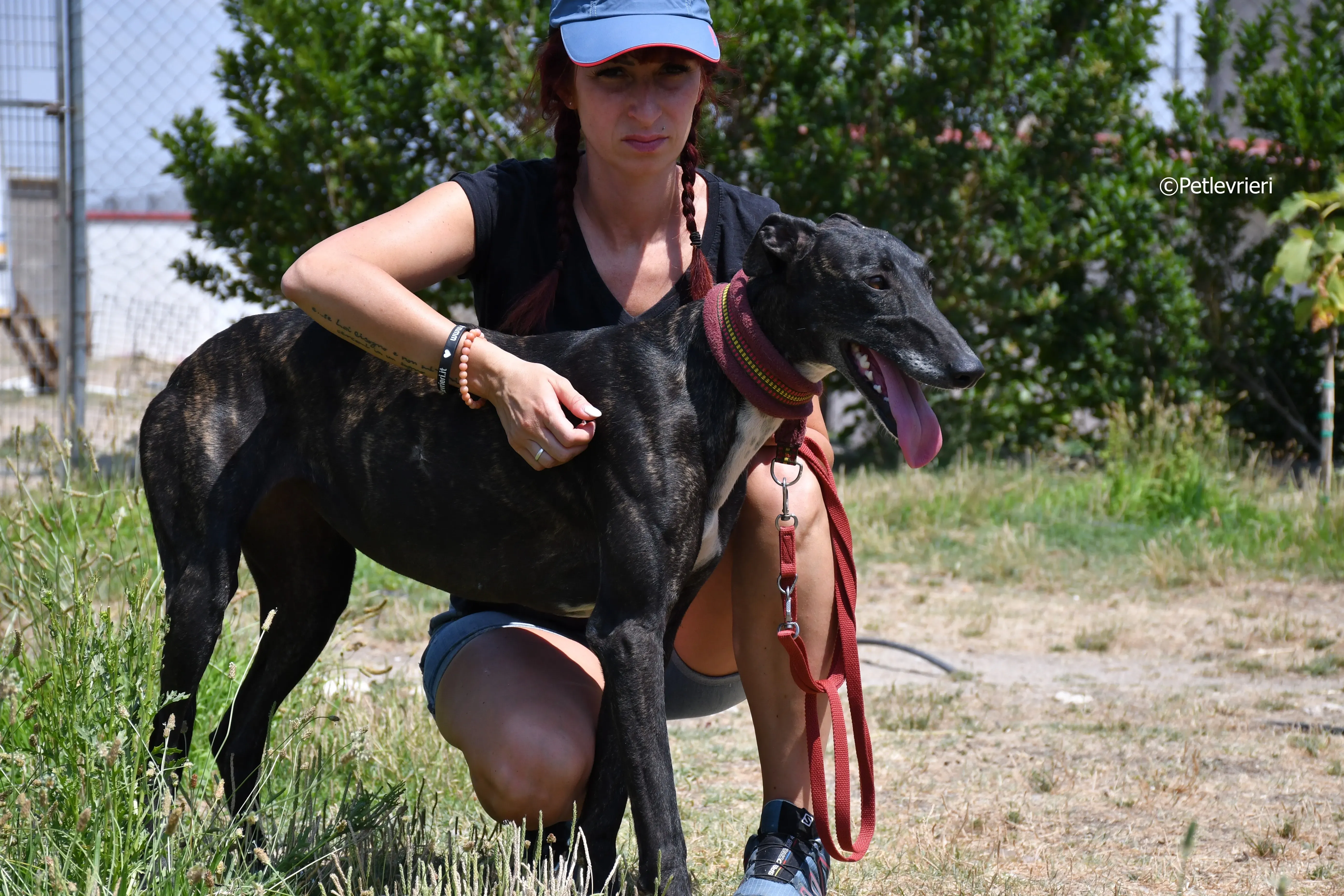arwen adozione levrieri galgo 6