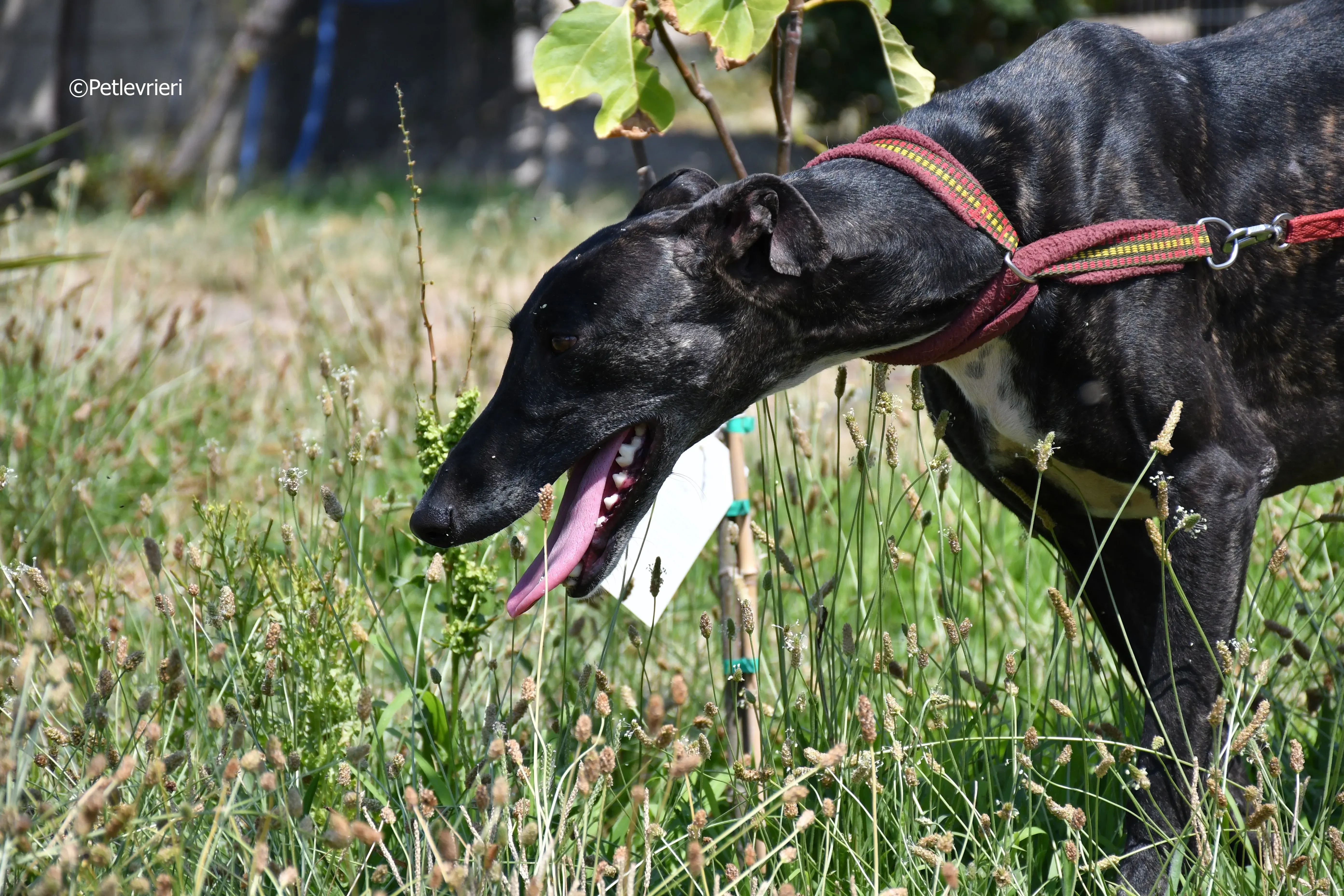 arwen adozione levrieri galgo 7