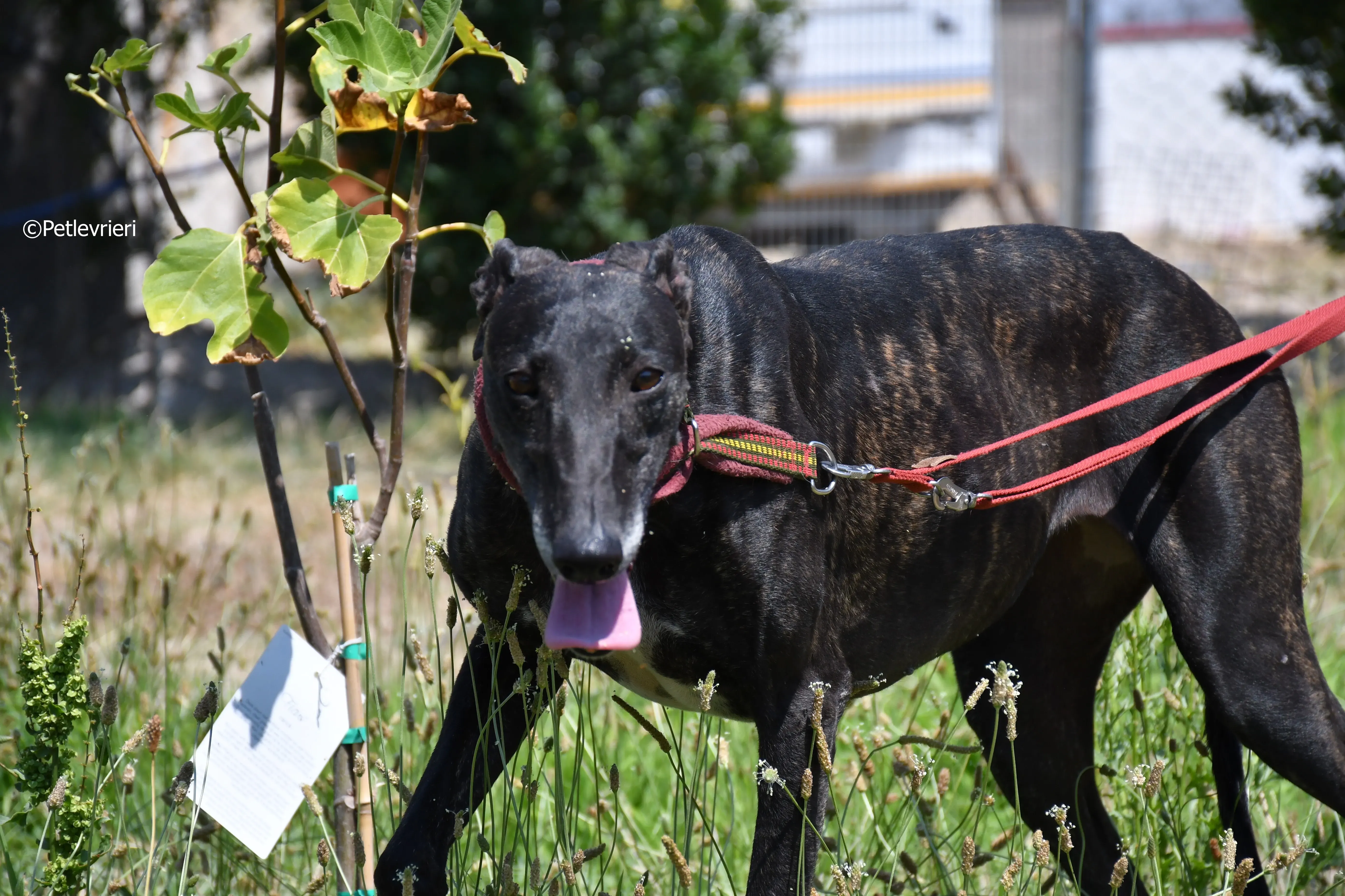 arwen adozione levrieri galgo 8