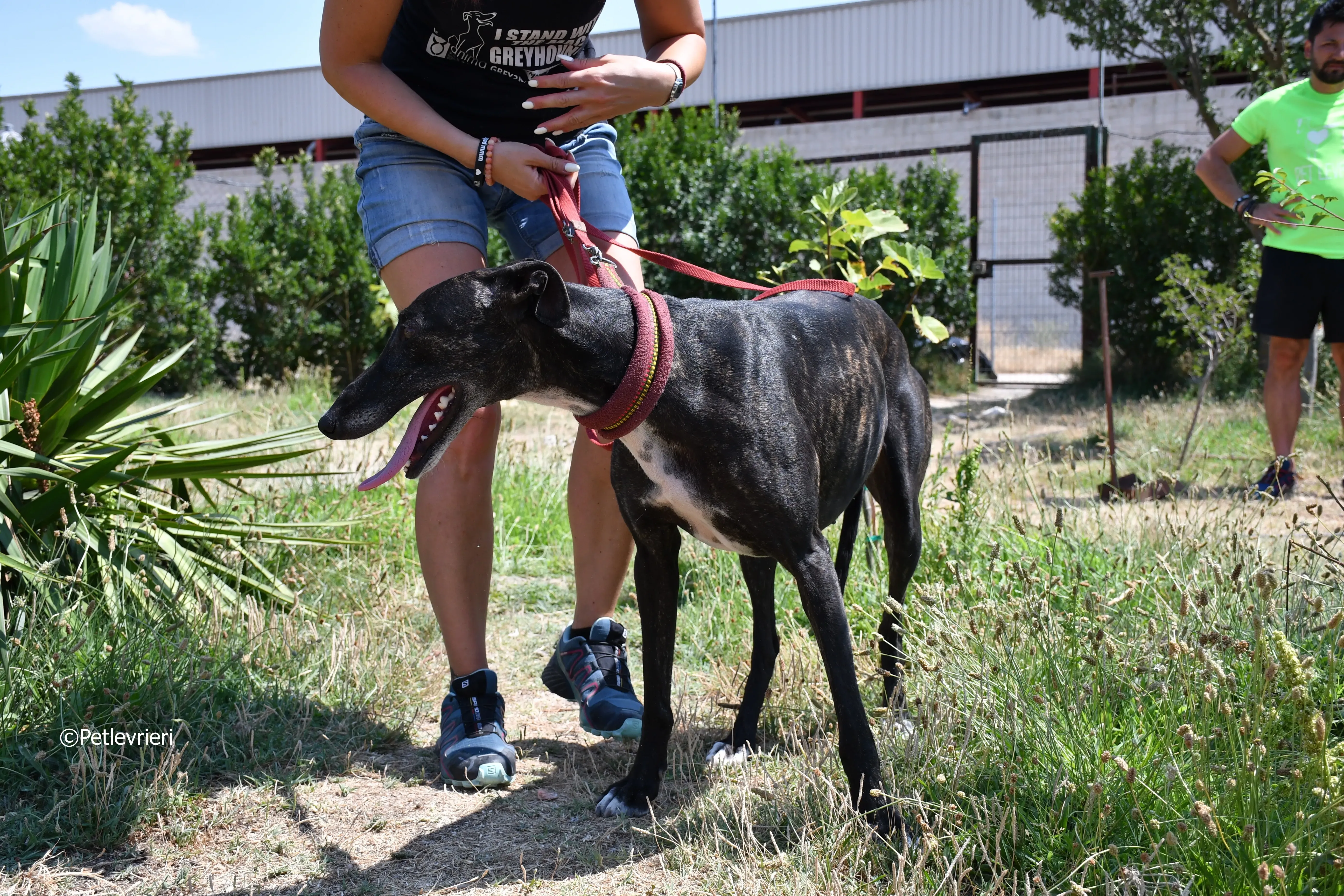 arwen adozione levrieri galgo 9