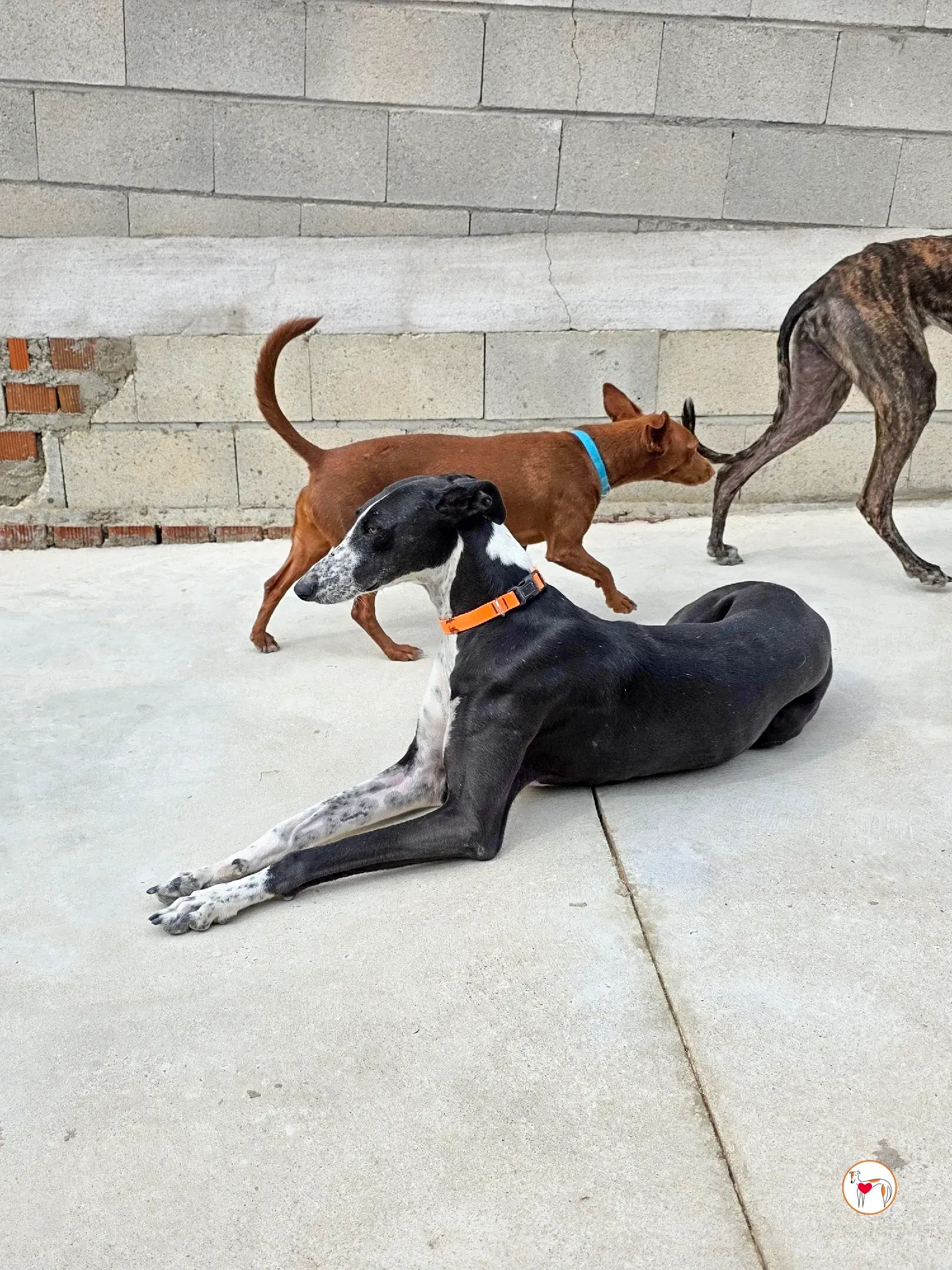 asher galgo adozione 1