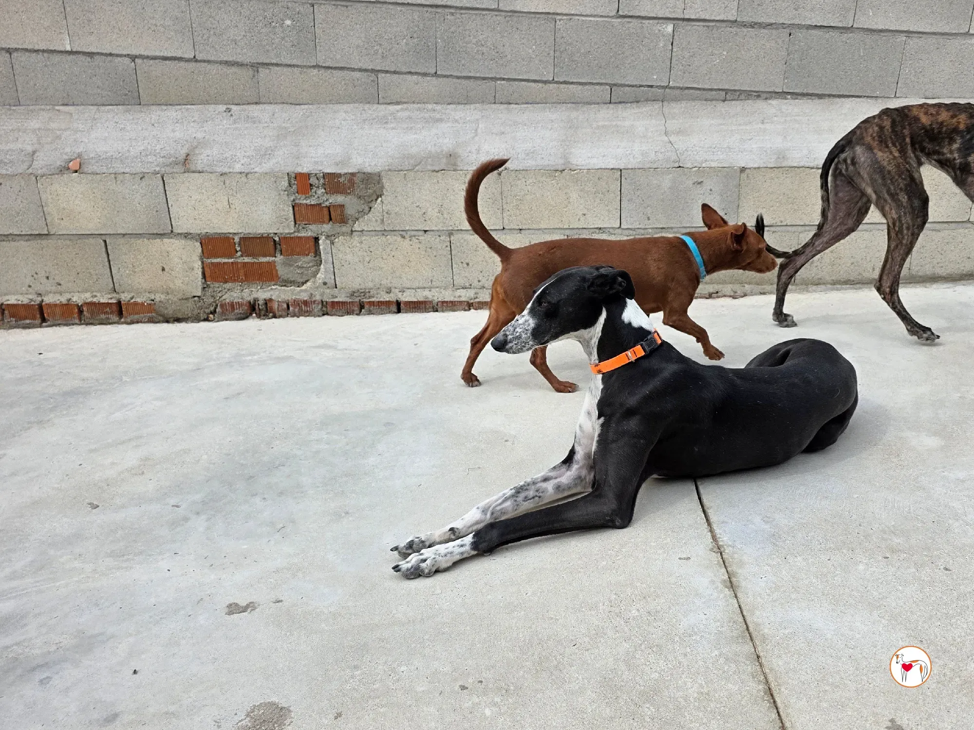 asher galgo adozione 2