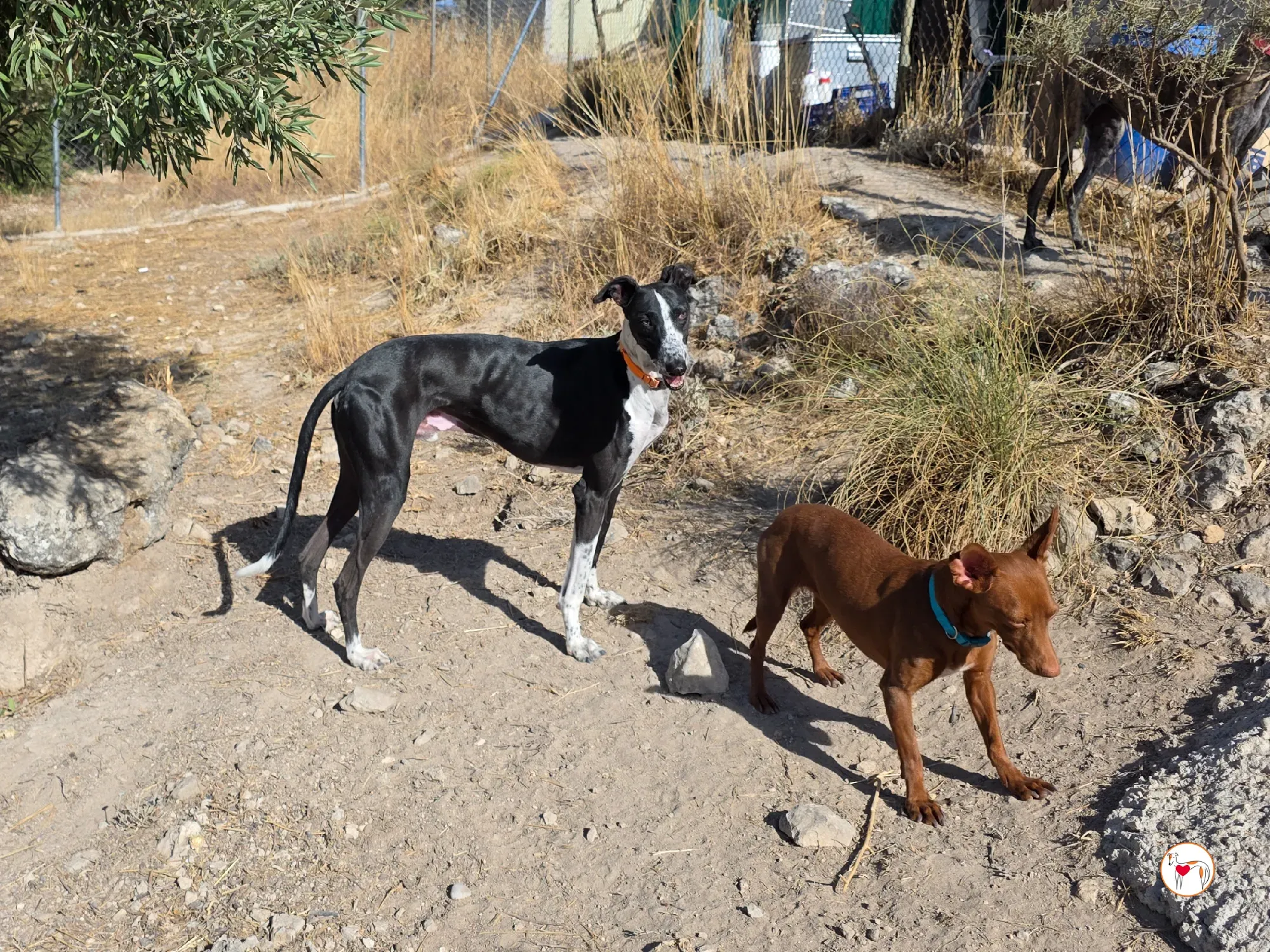 asher galgo adozione 3