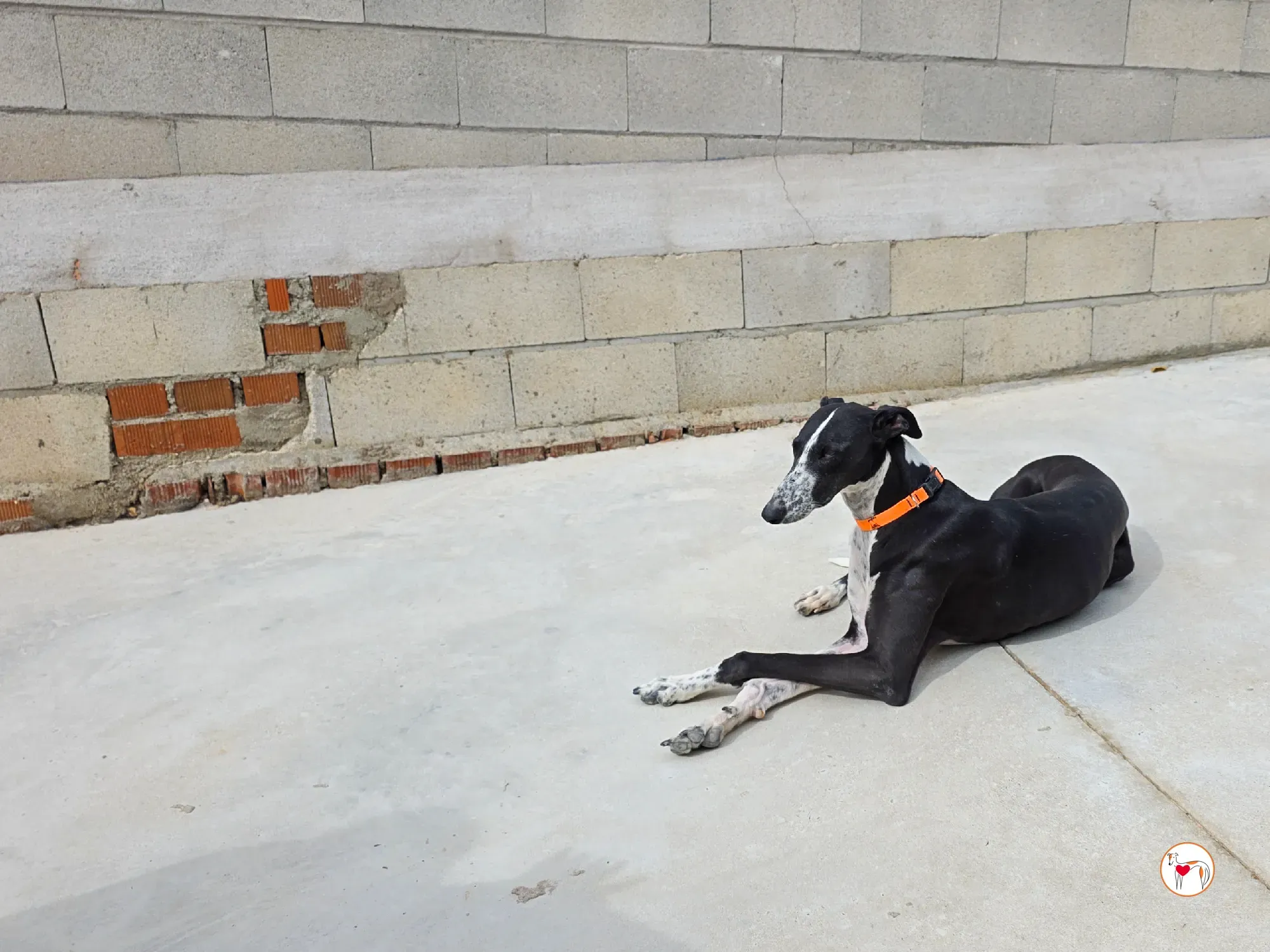 asher galgo adozione 4