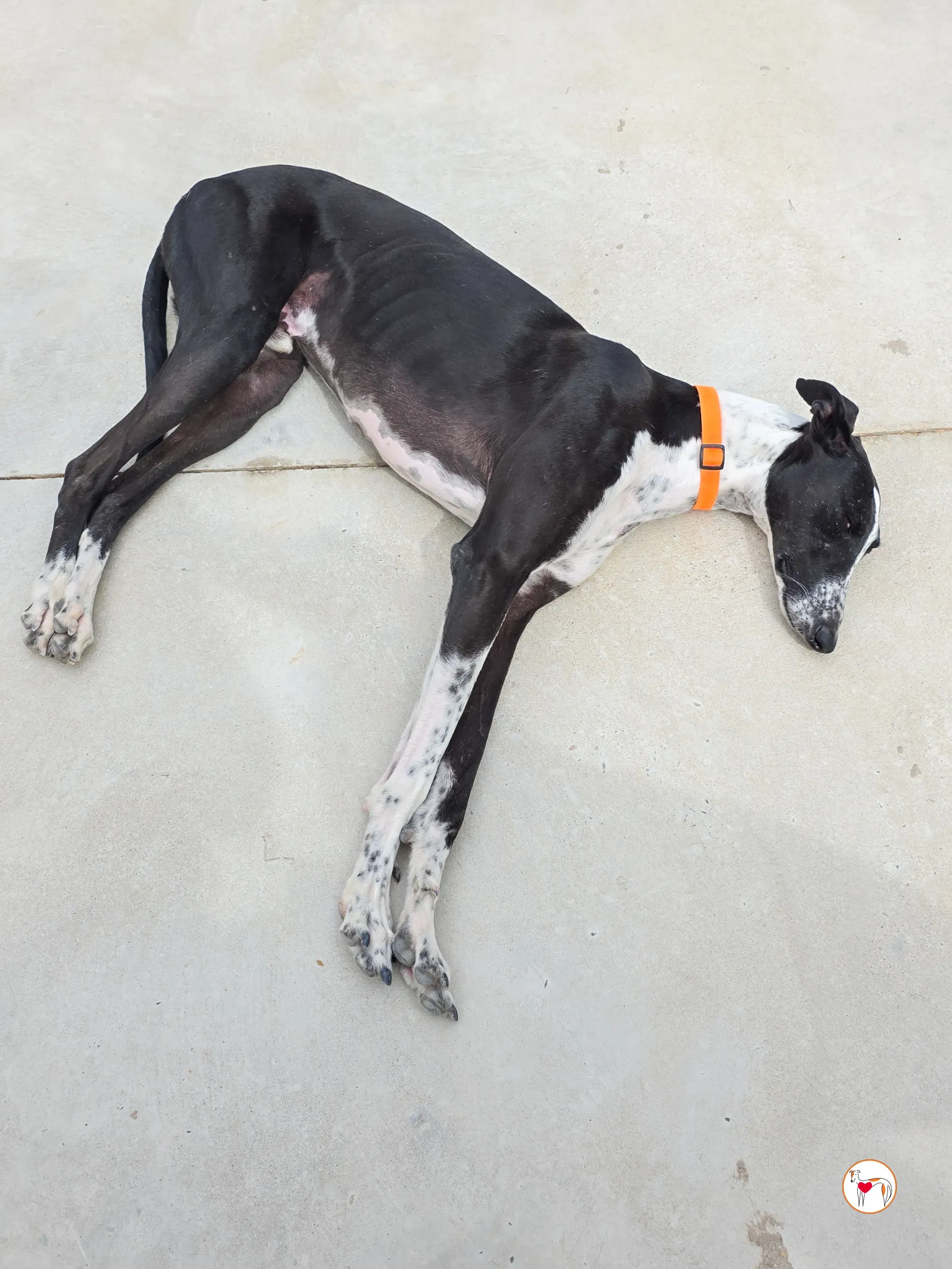 asher galgo adozione 5