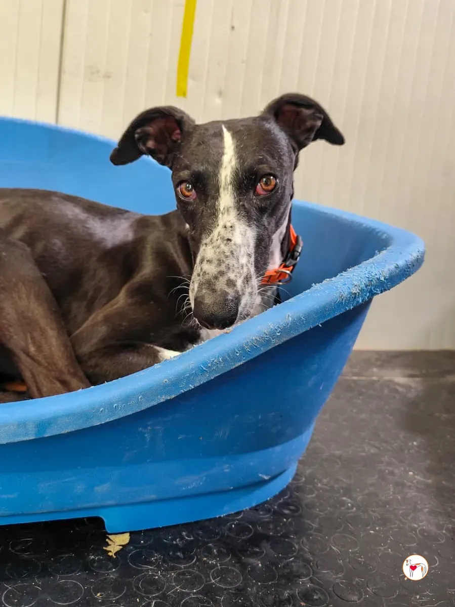 asher galgo adozione 6