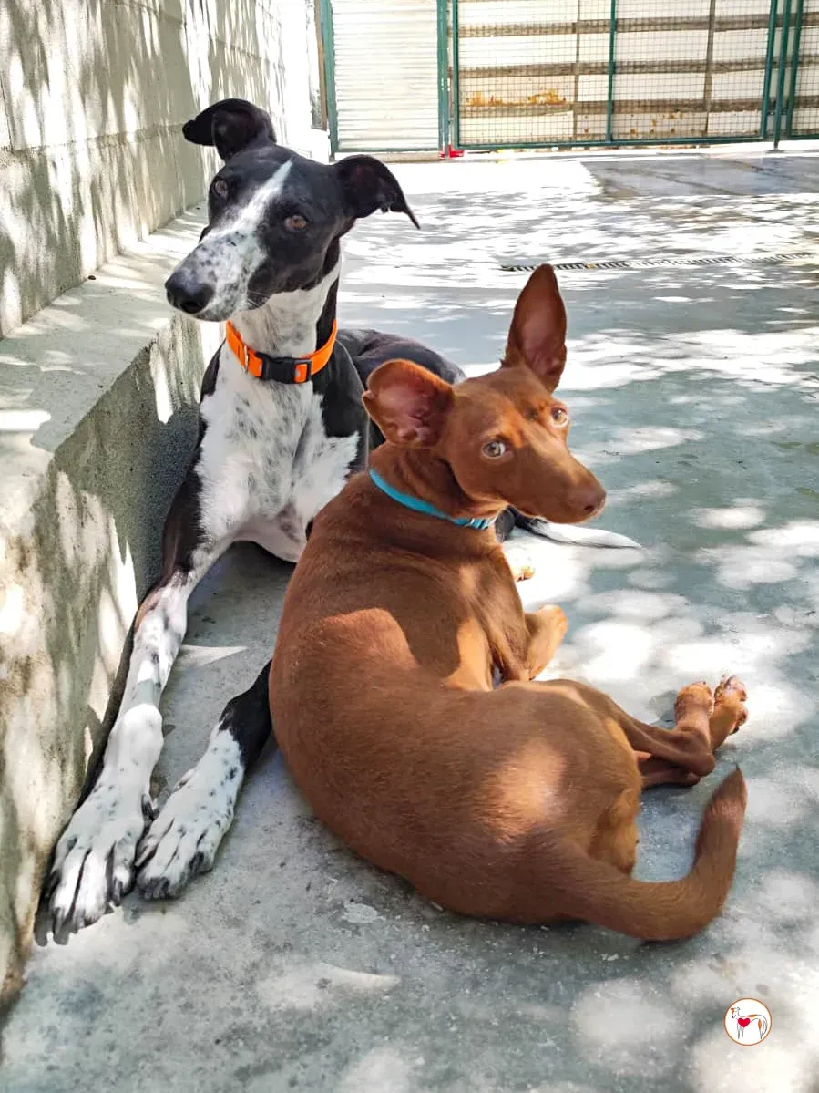 asher galgo adozione 7