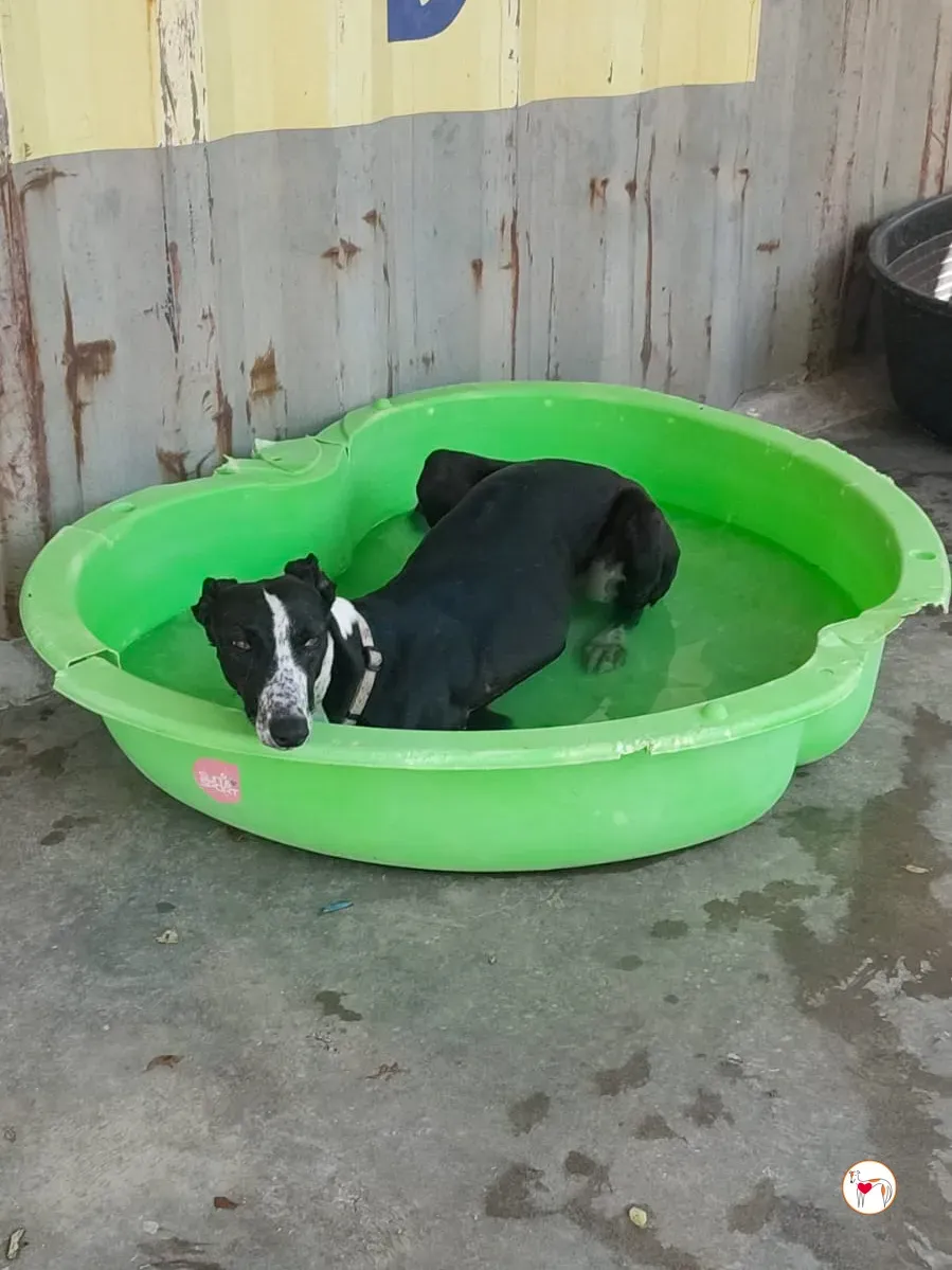 asher galgo adozione 8