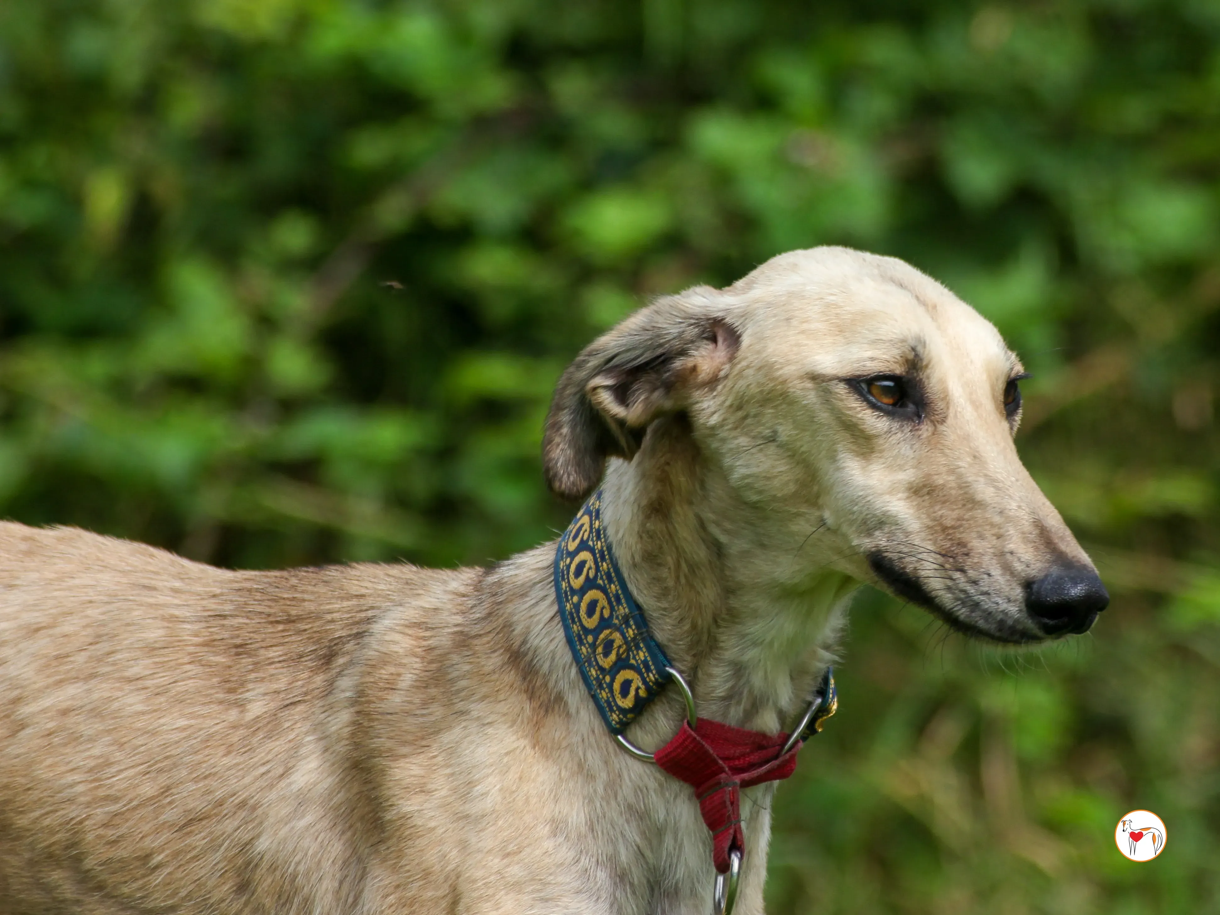 ashford grey adozione 01