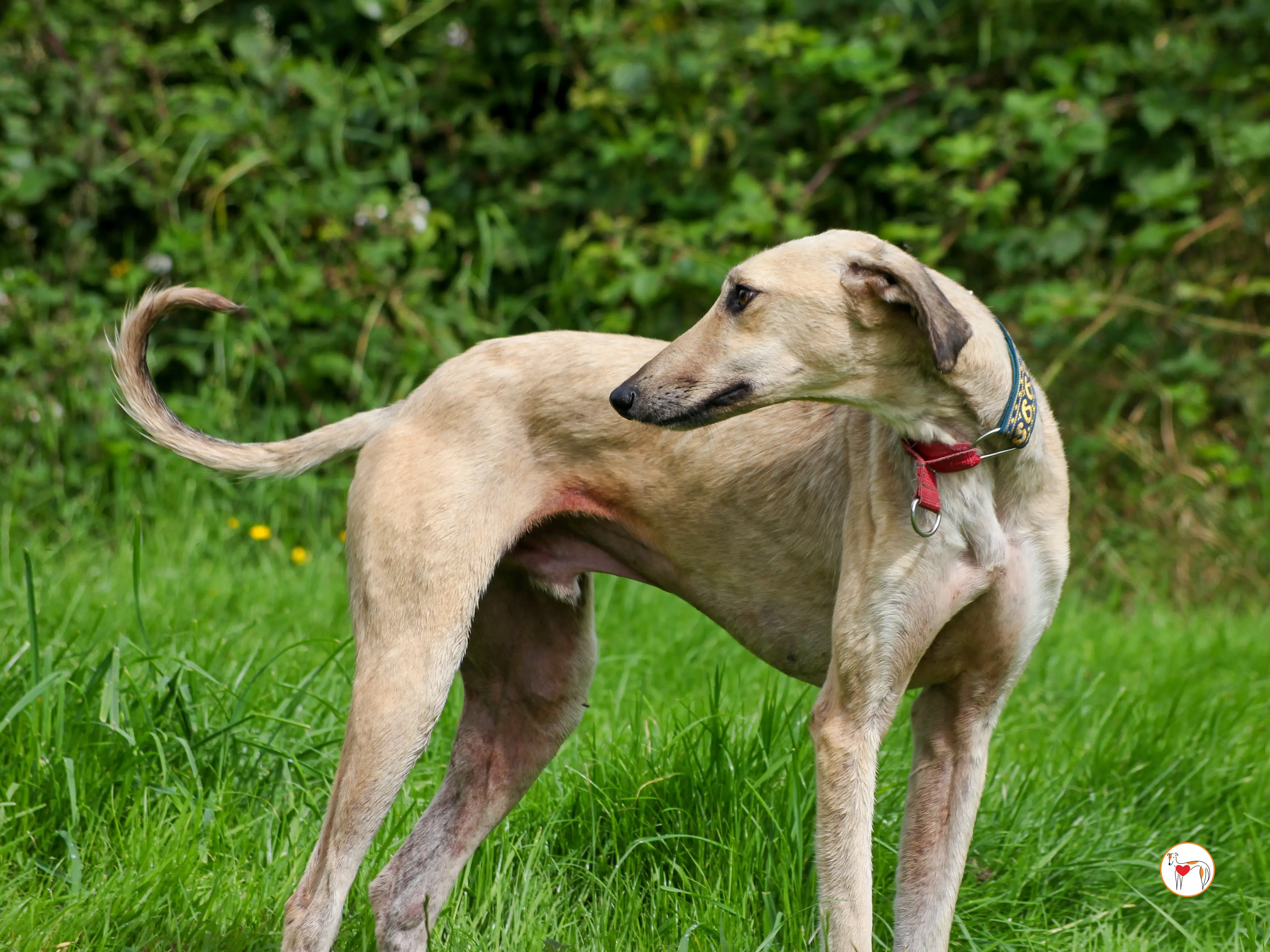 ashford grey adozione 02