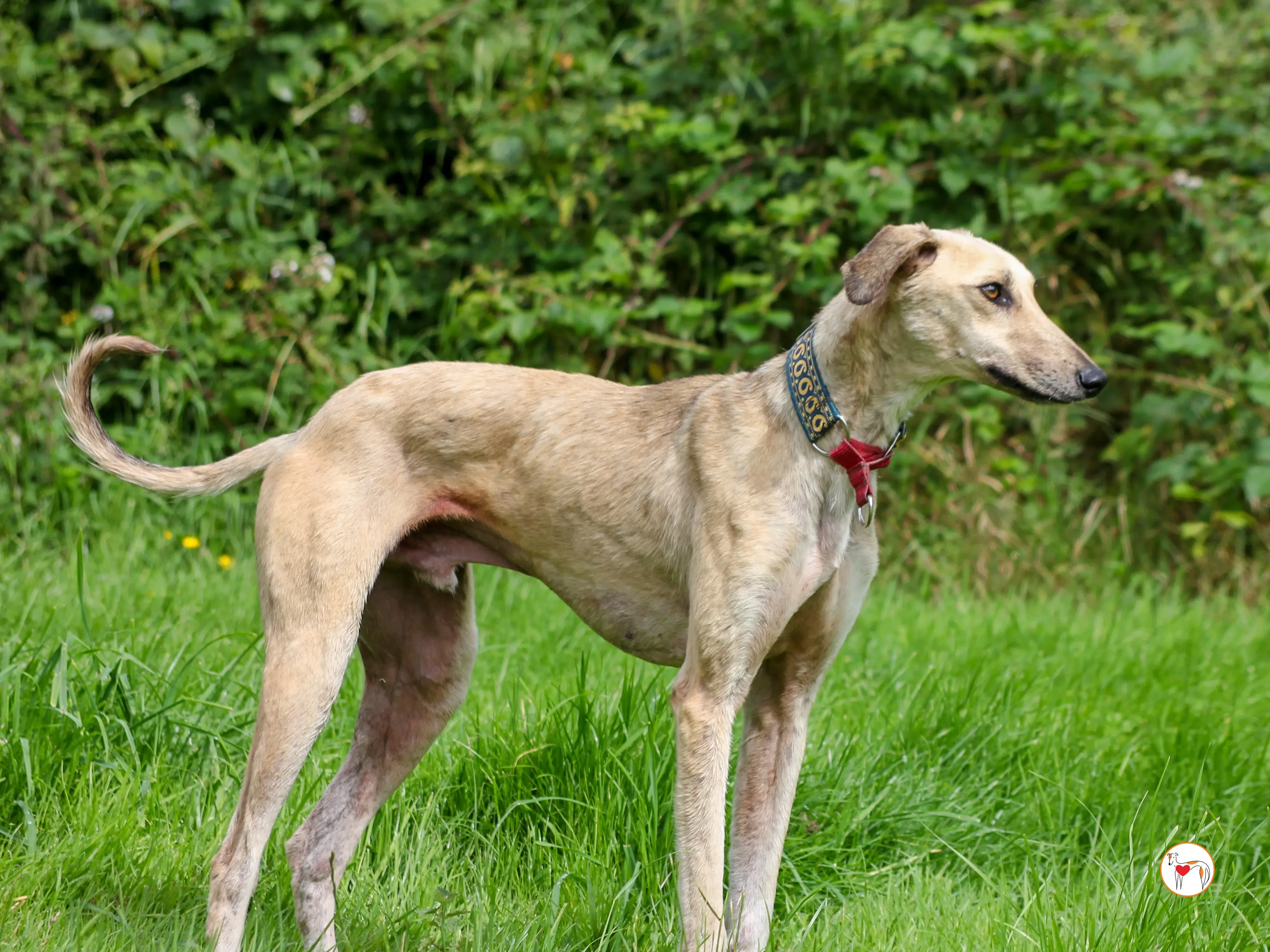 ashford grey adozione 03