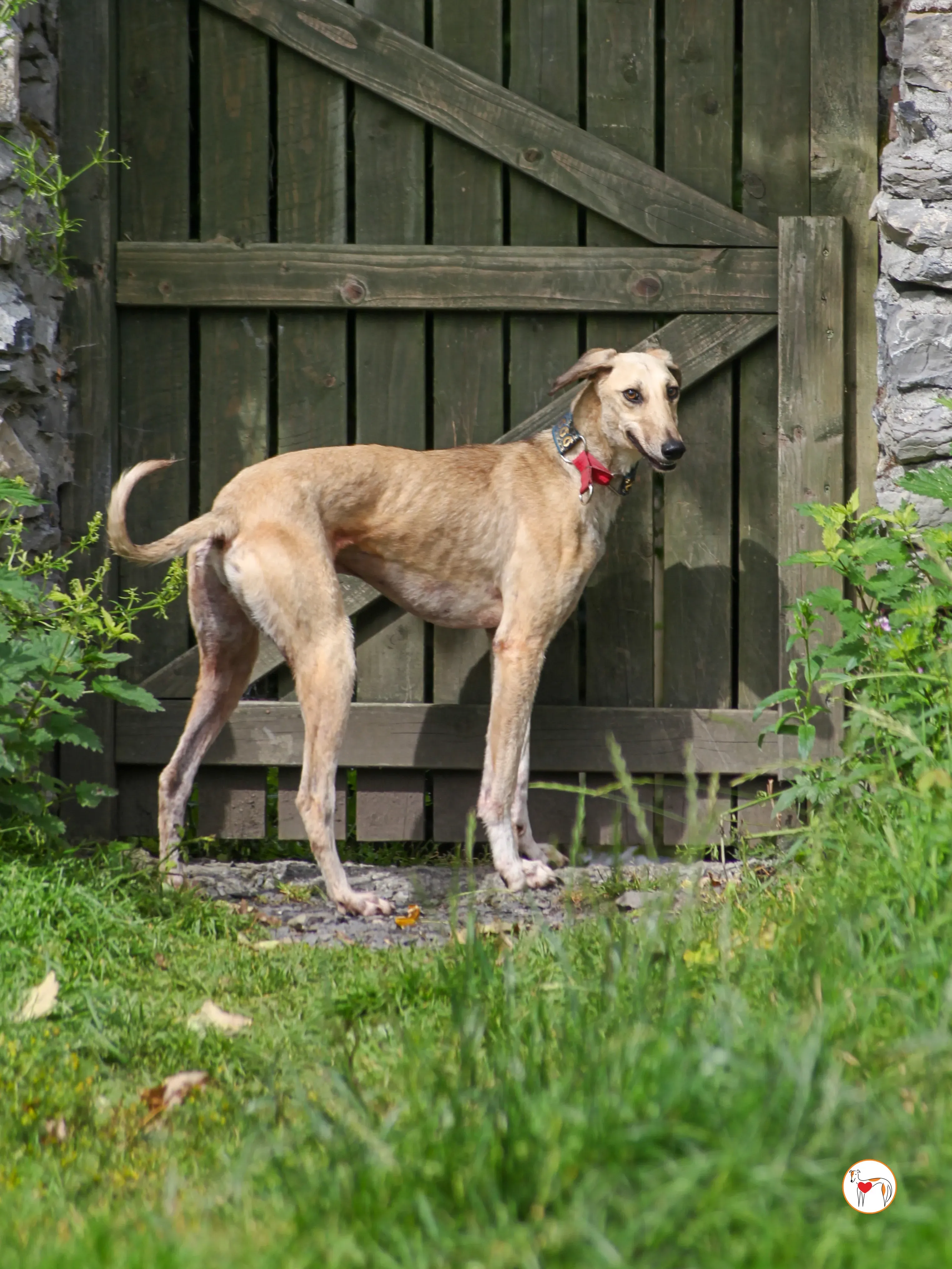 ashford grey adozione 04