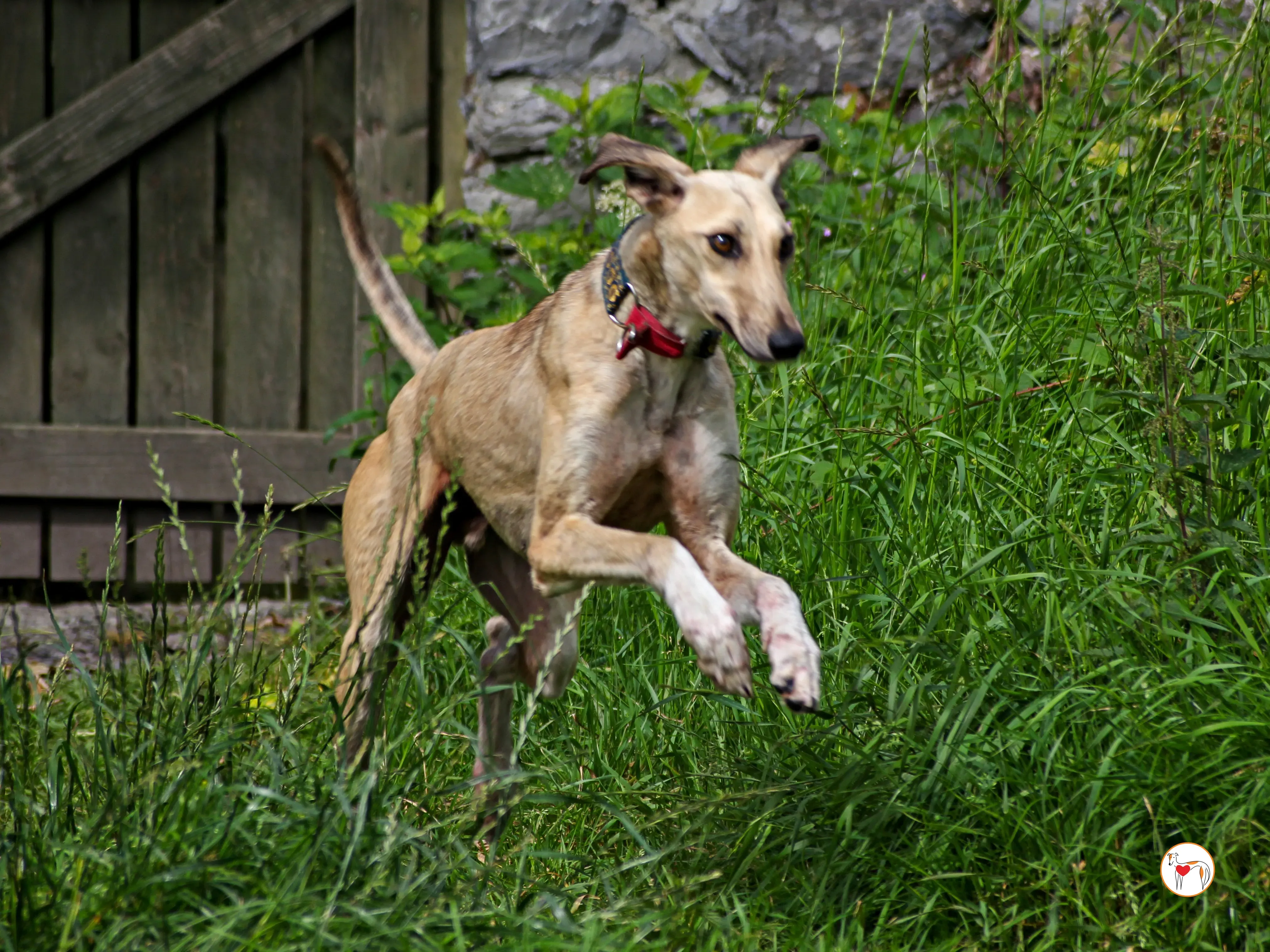 ashford grey adozione 05