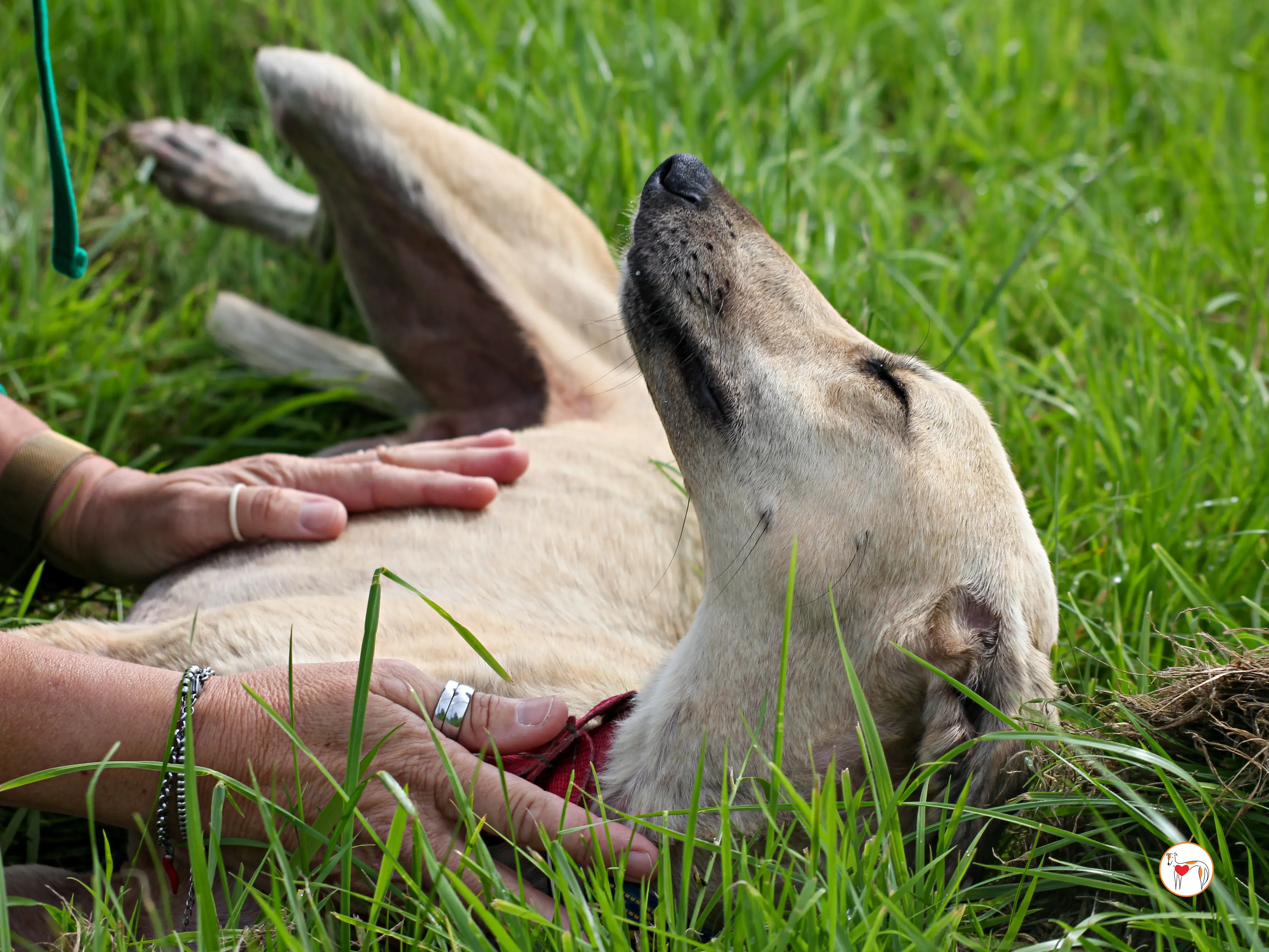 ashford grey adozione 06