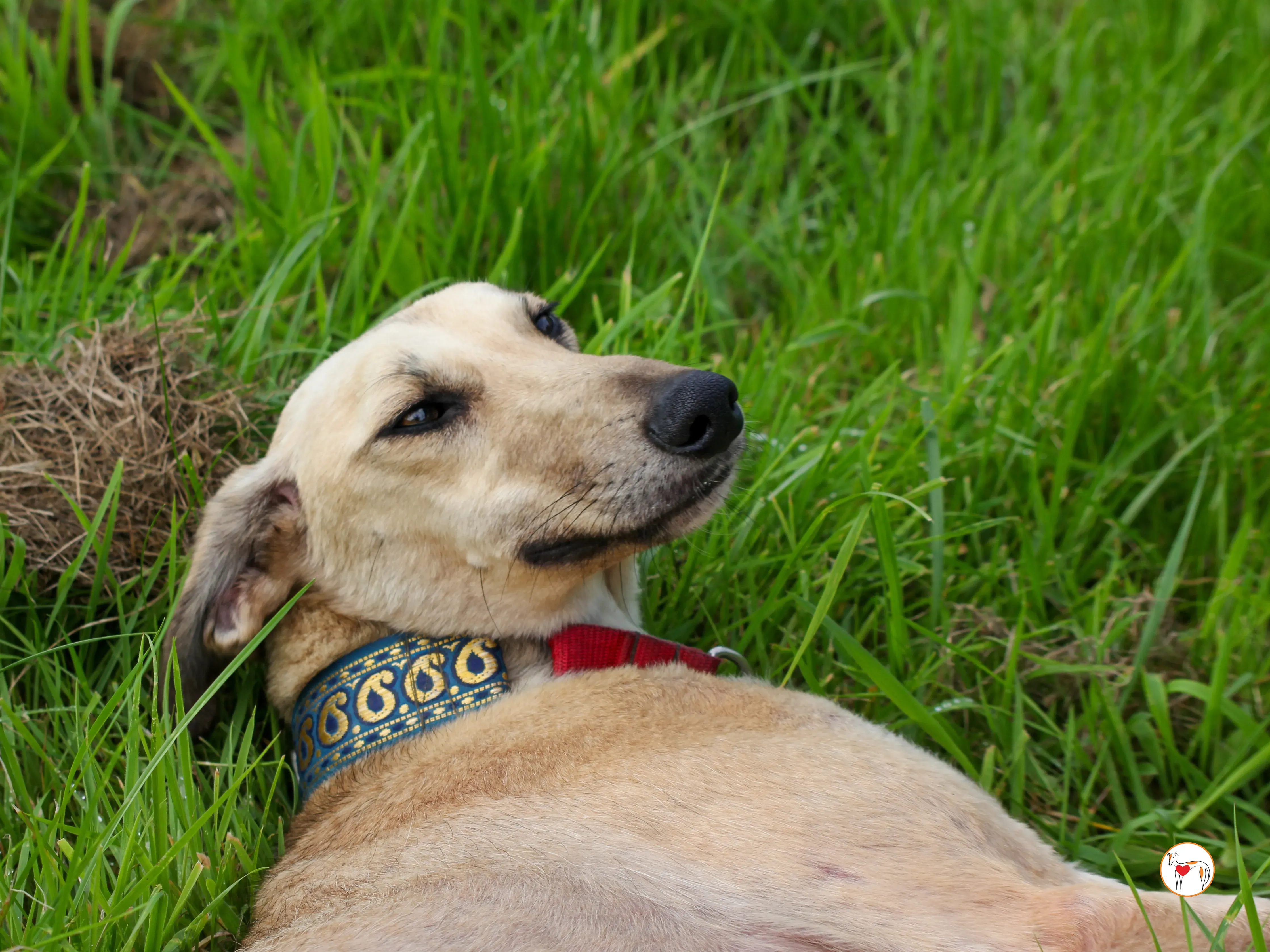 ashford grey adozione 07