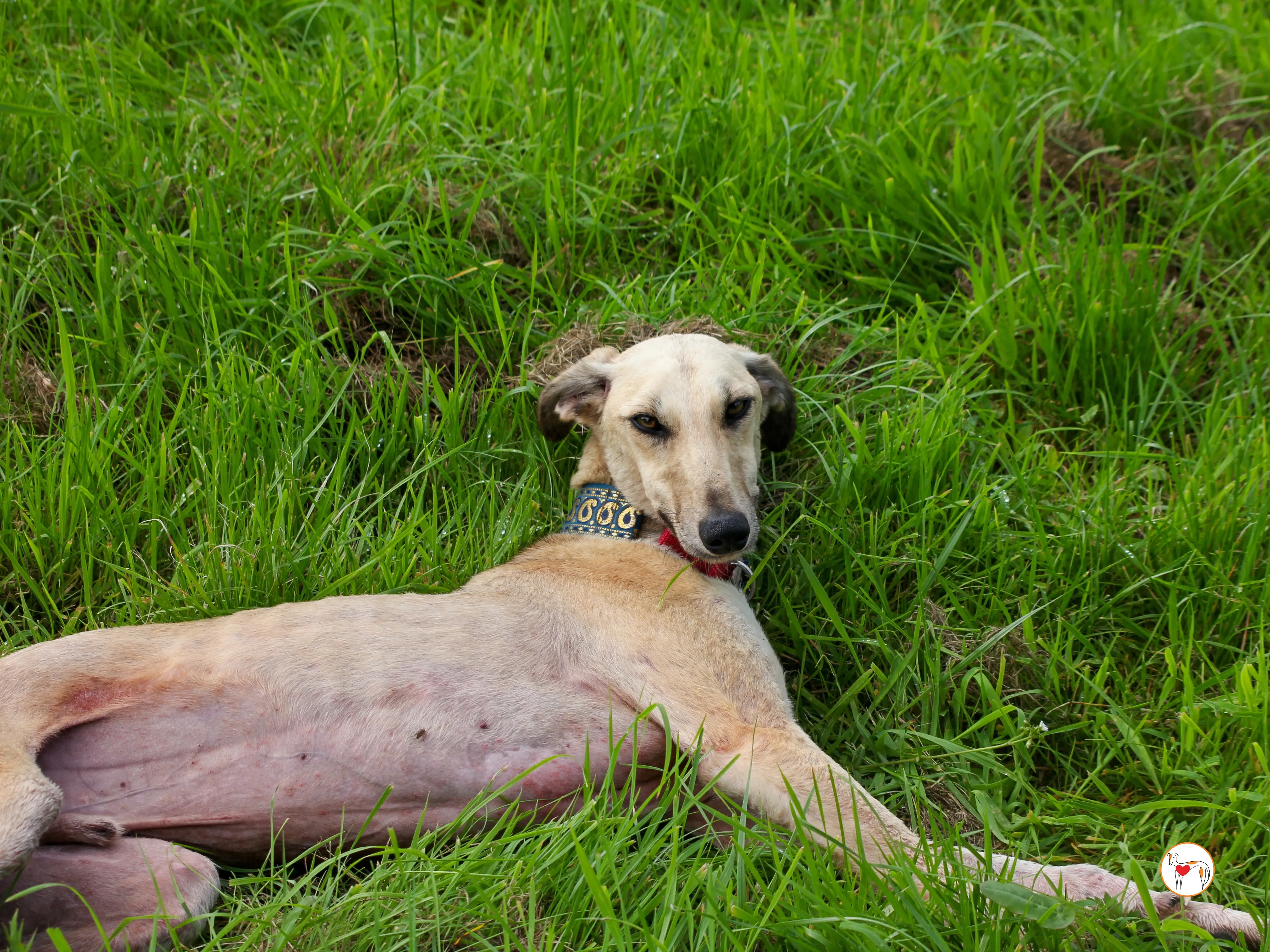 ashford grey adozione 08