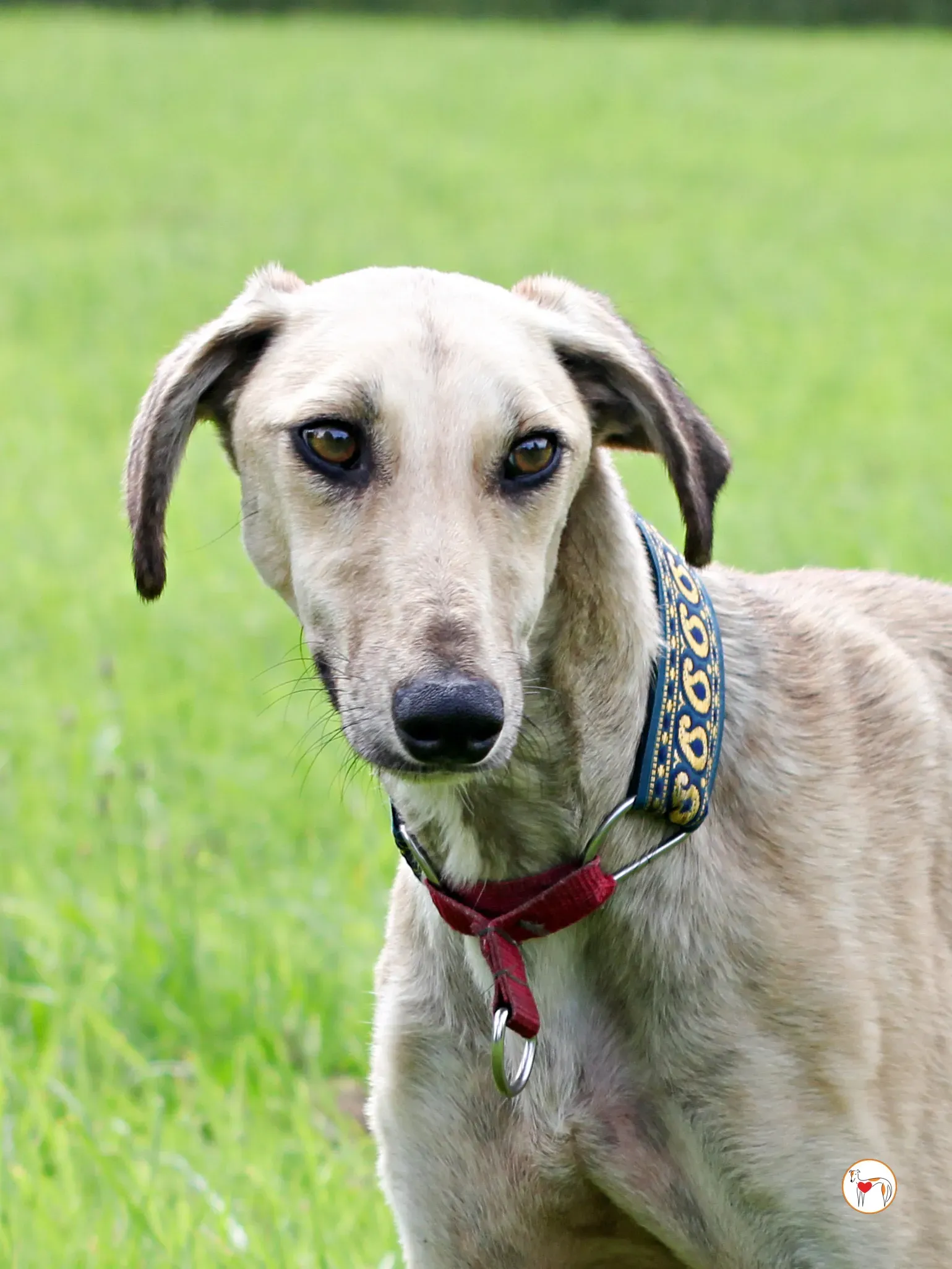 ashford grey adozione 09