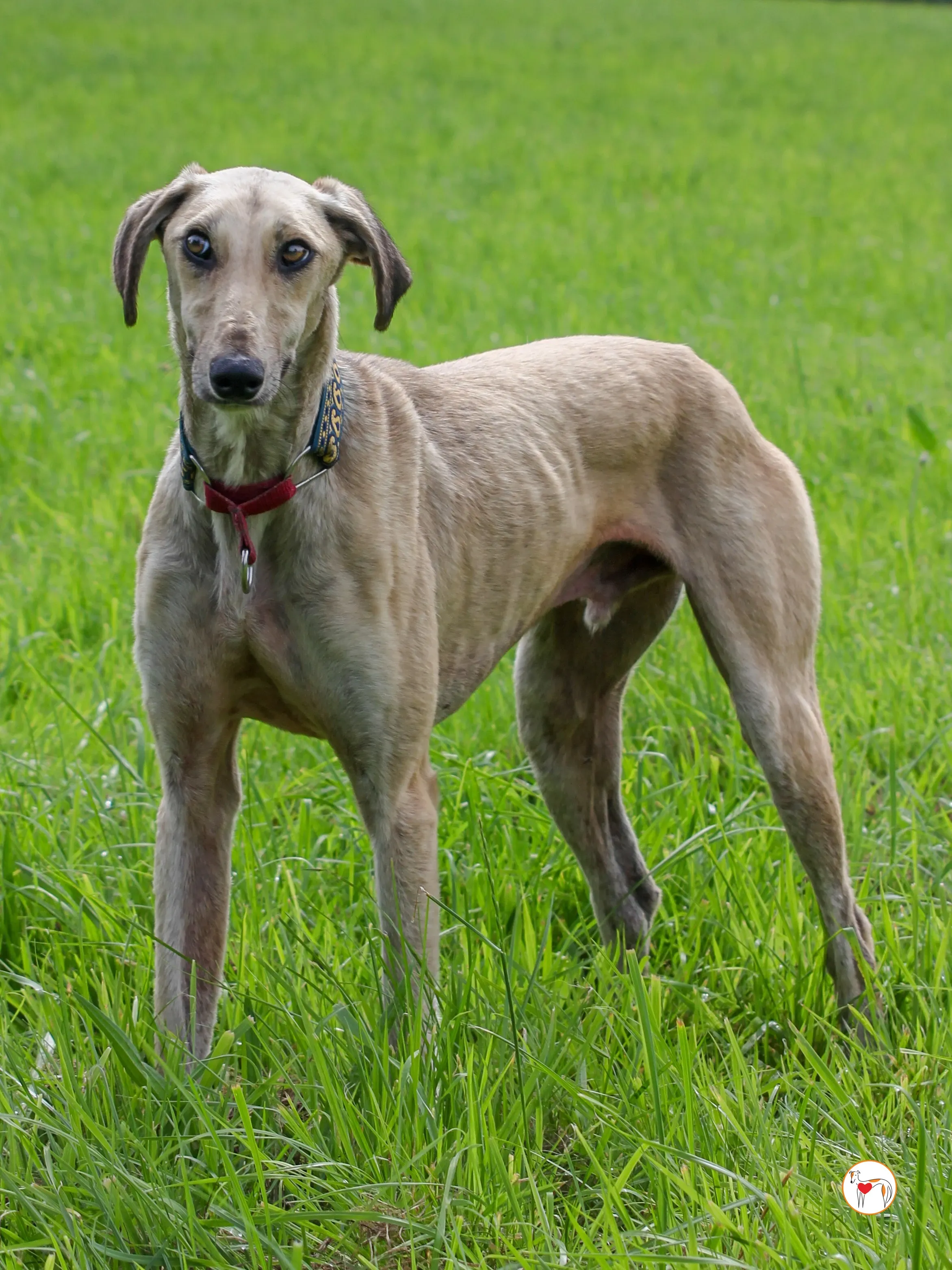 ashford grey adozione 10