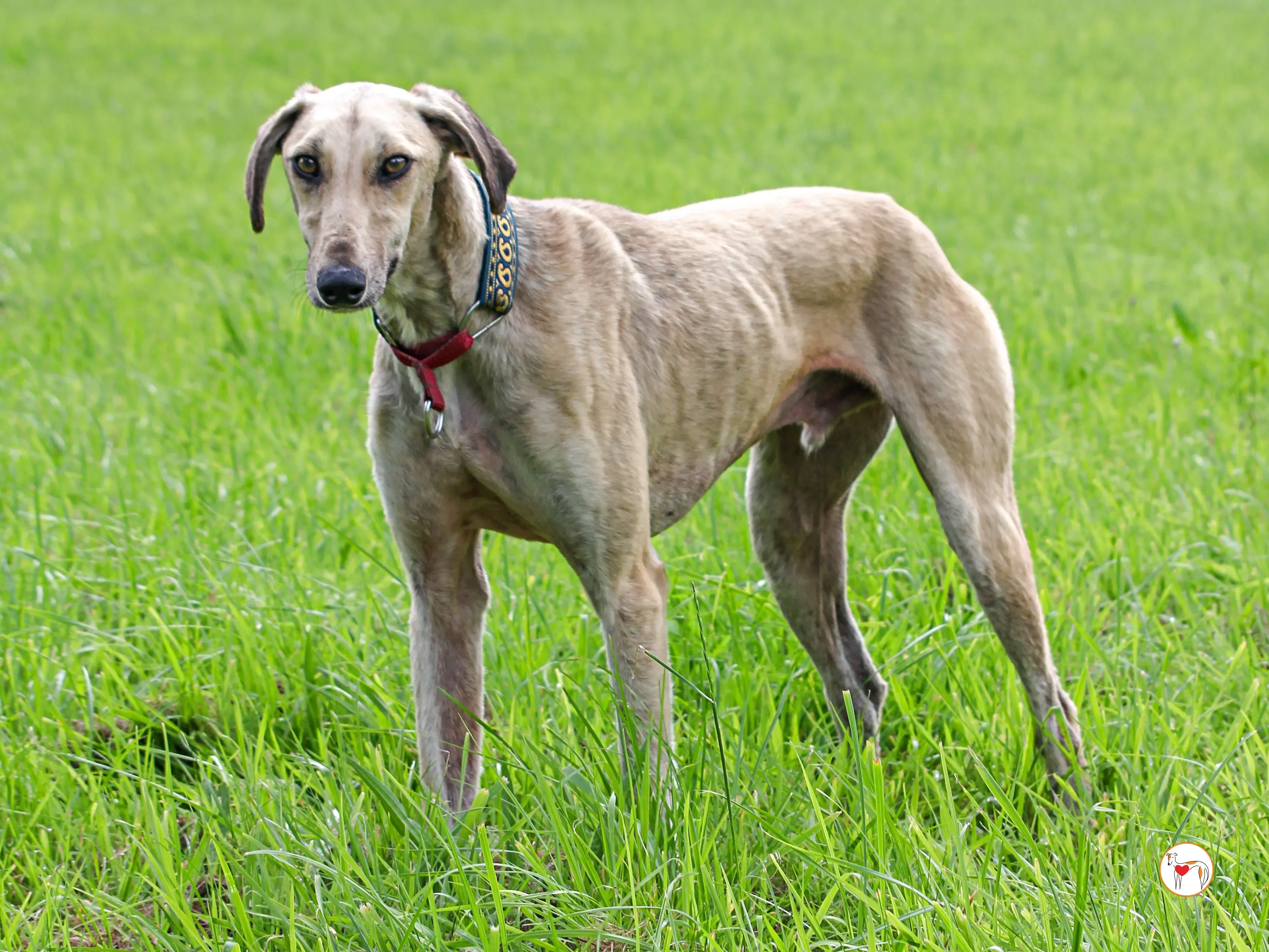 ashford grey adozione 11