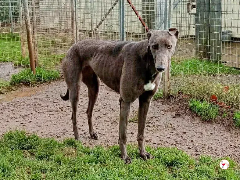 ashley grey adozione 10