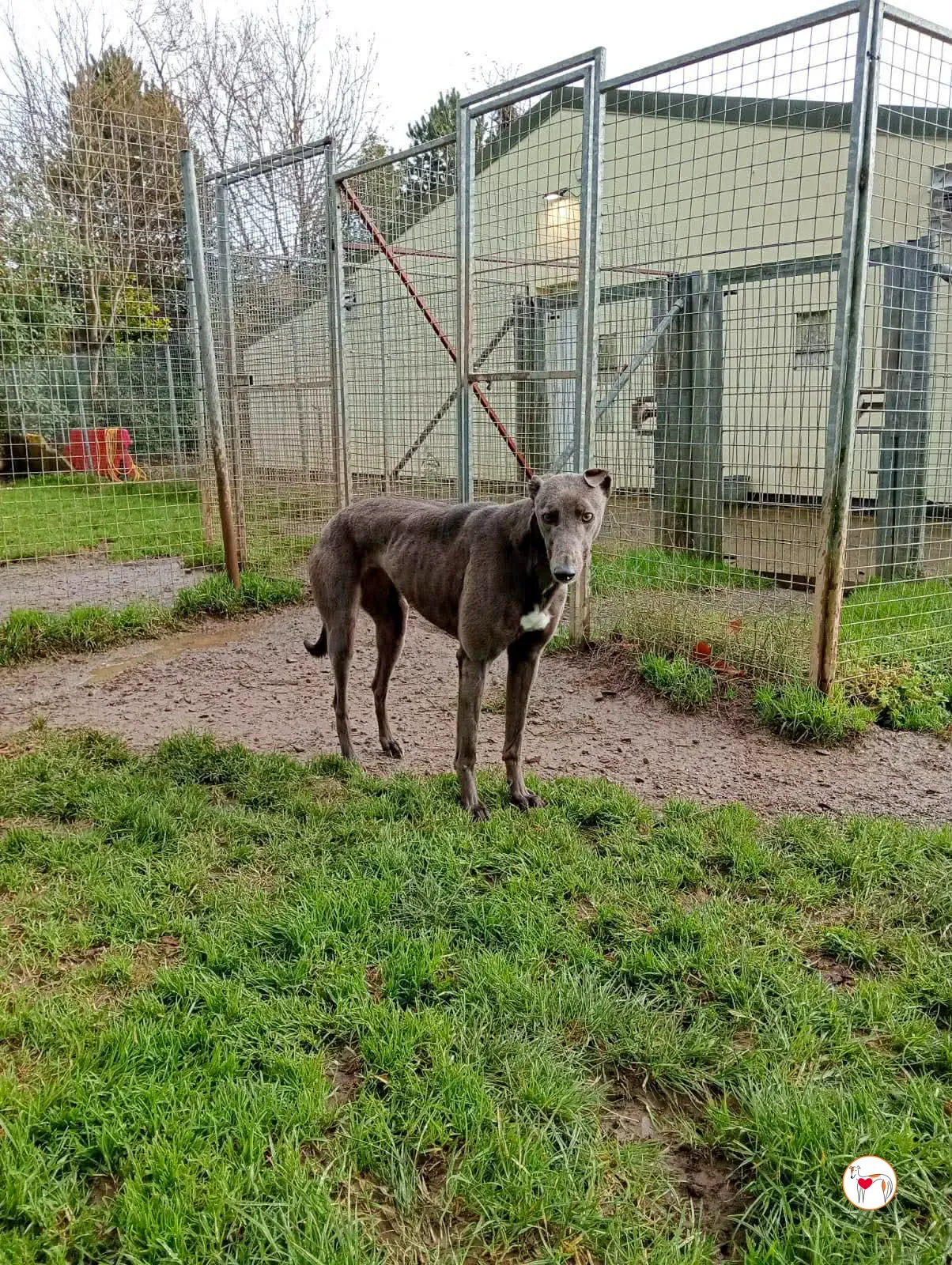 ashley grey adozione 11