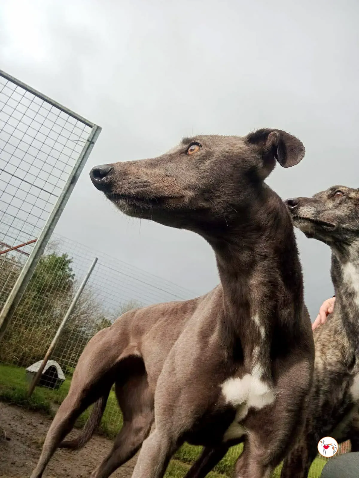 ashley grey adozione 12