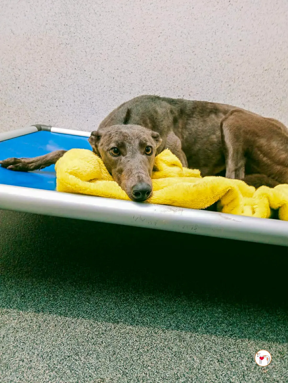 ashley grey adozione 2