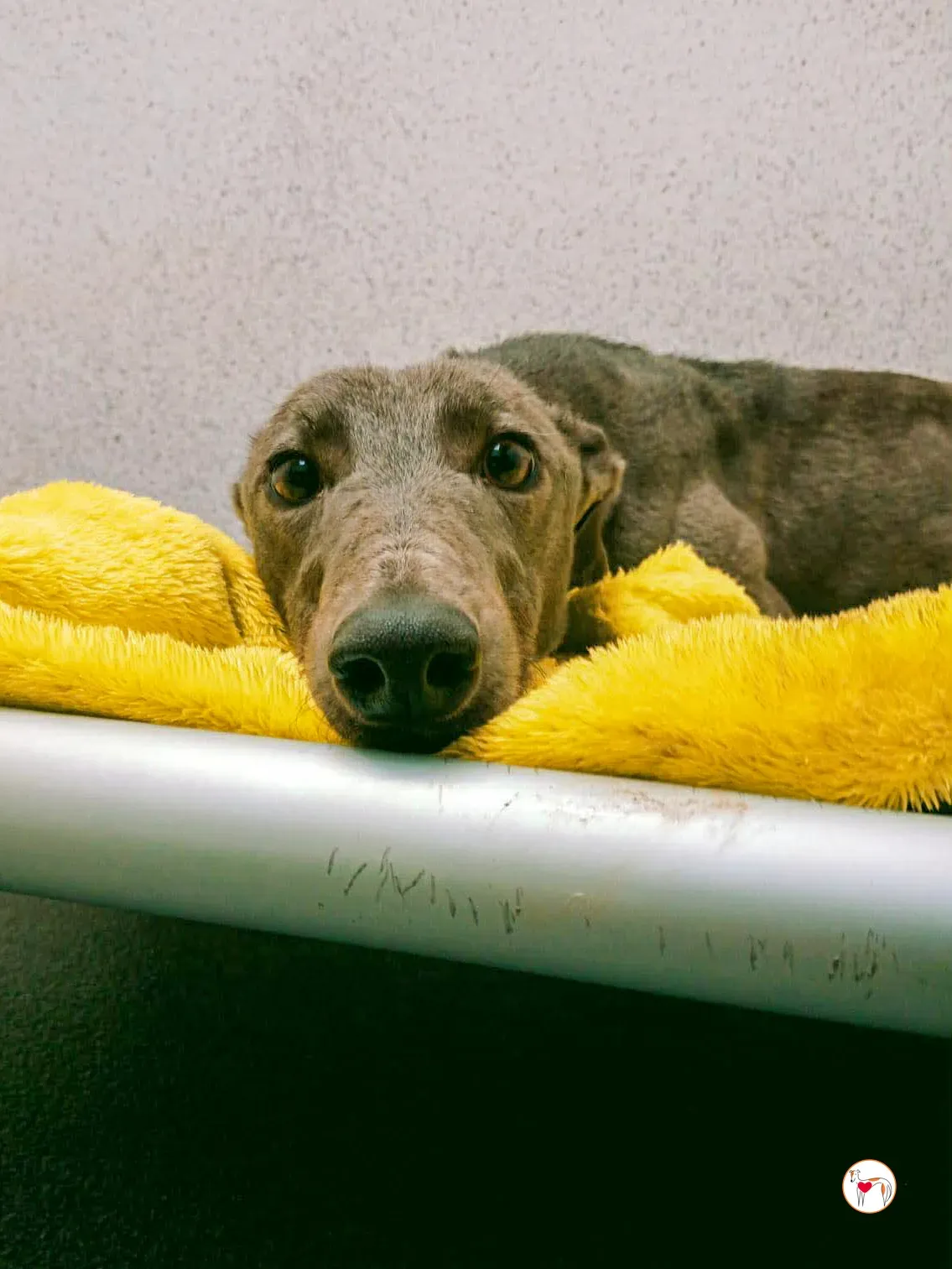 ashley grey adozione 3