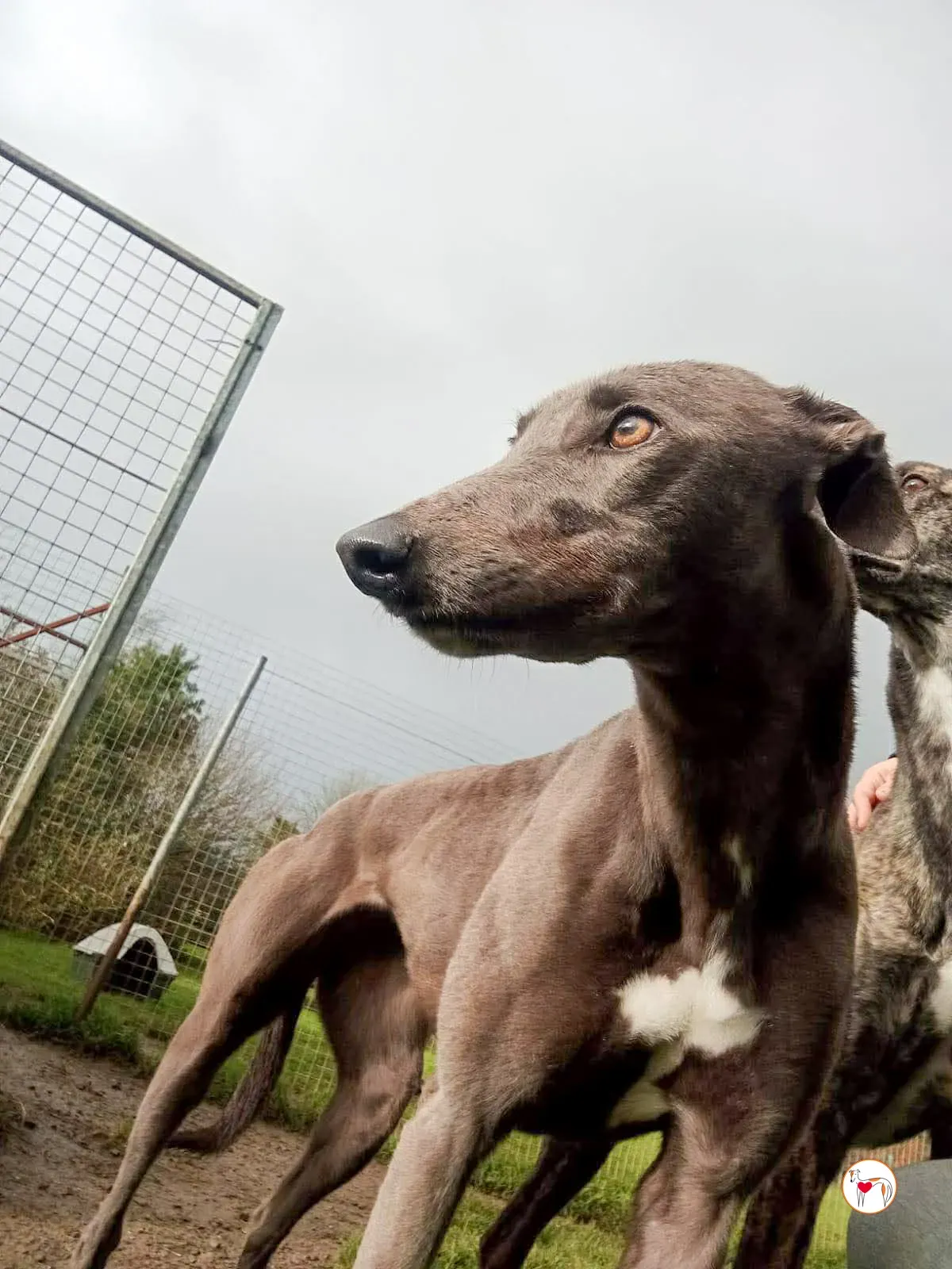 ashley grey adozione 4