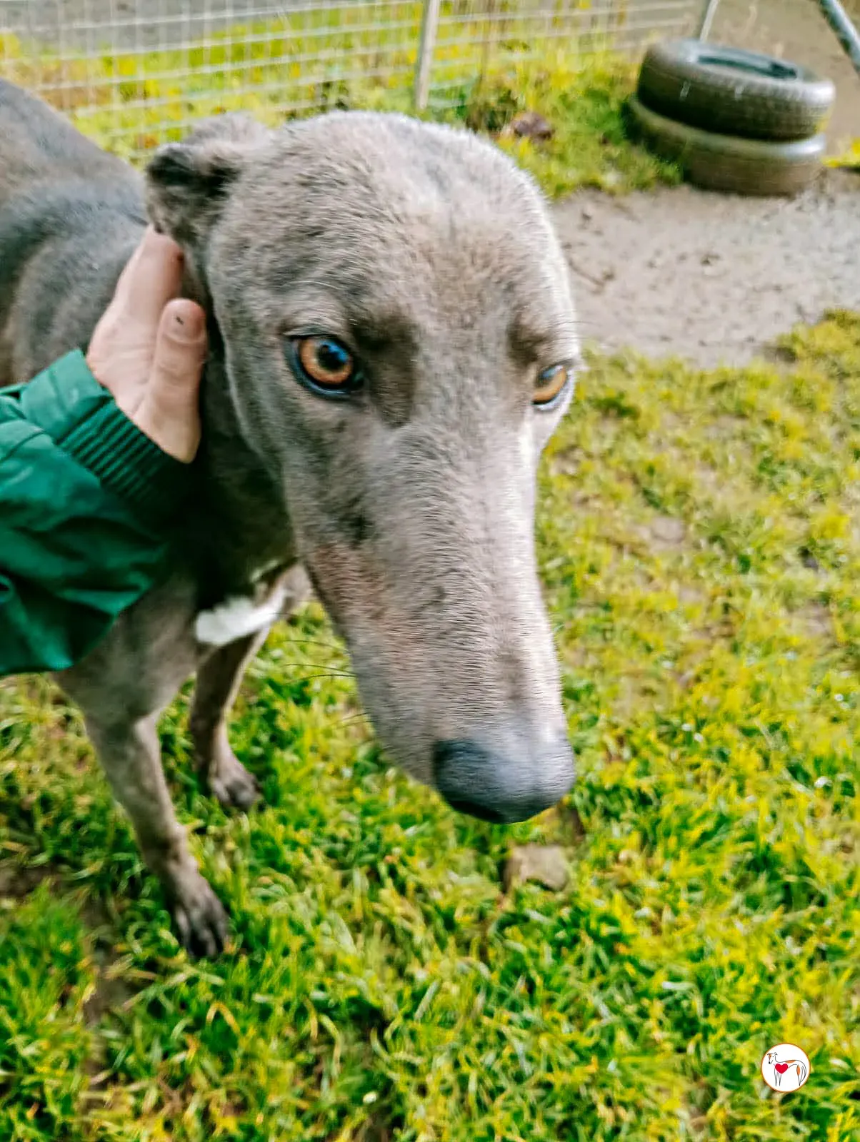 ashley grey adozione 5