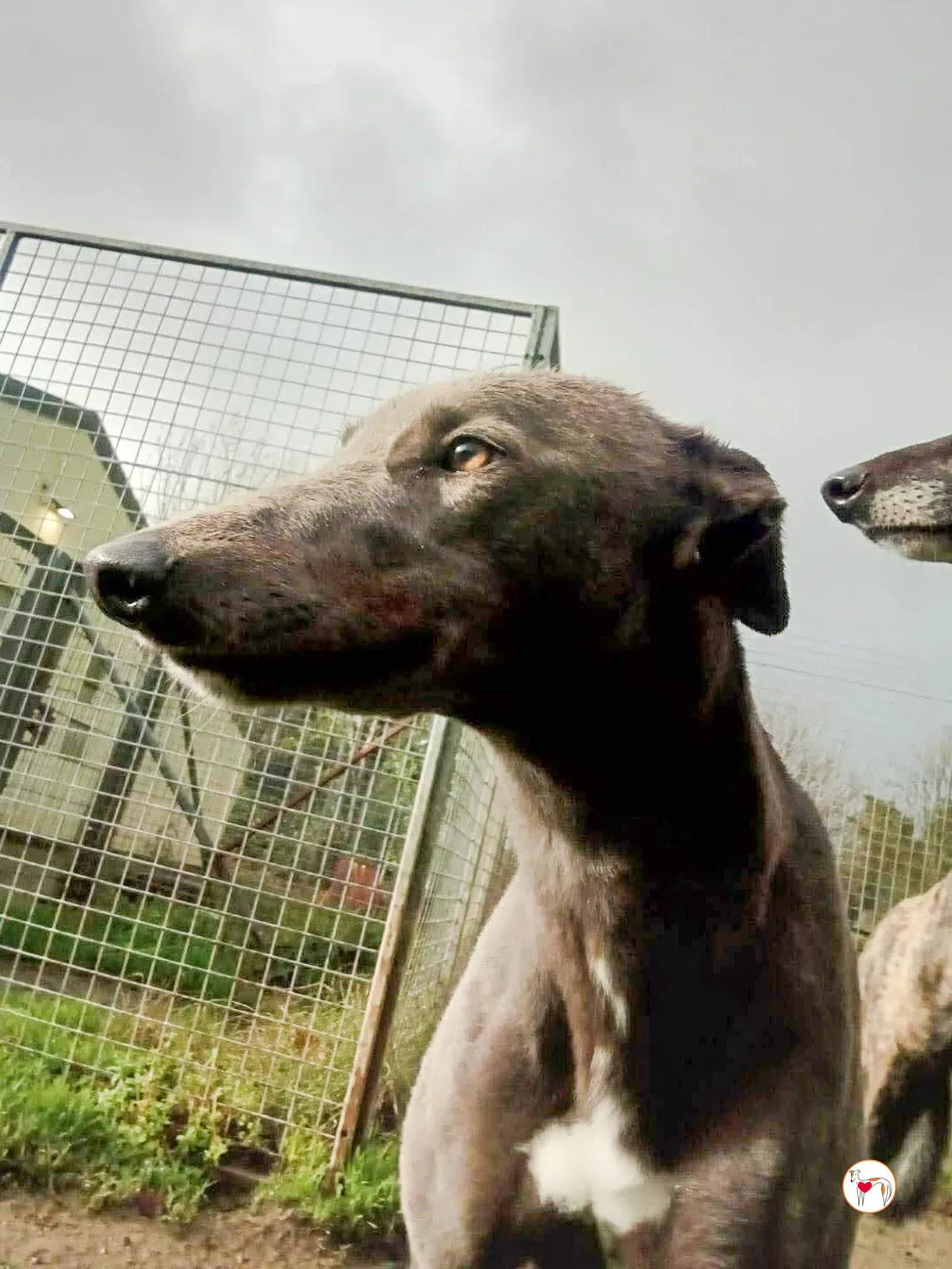 ashley grey adozione 6