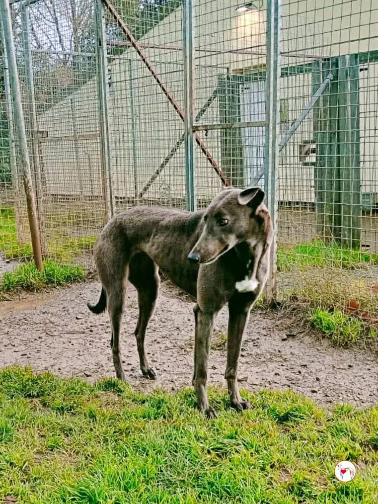 ashley grey adozione 7