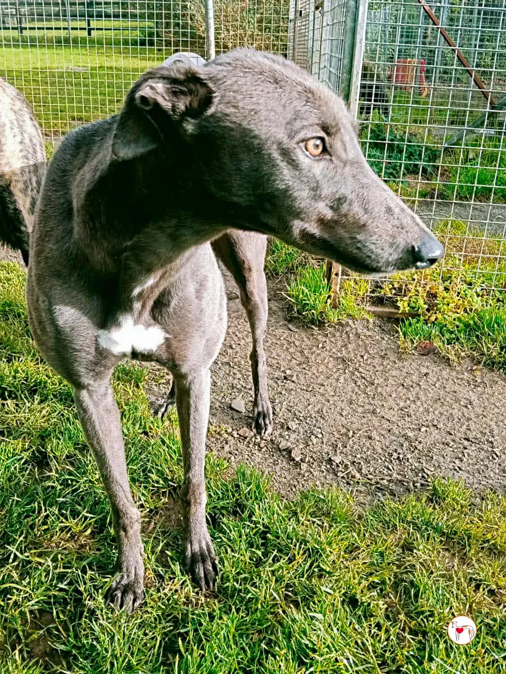 ashley grey adozione 8