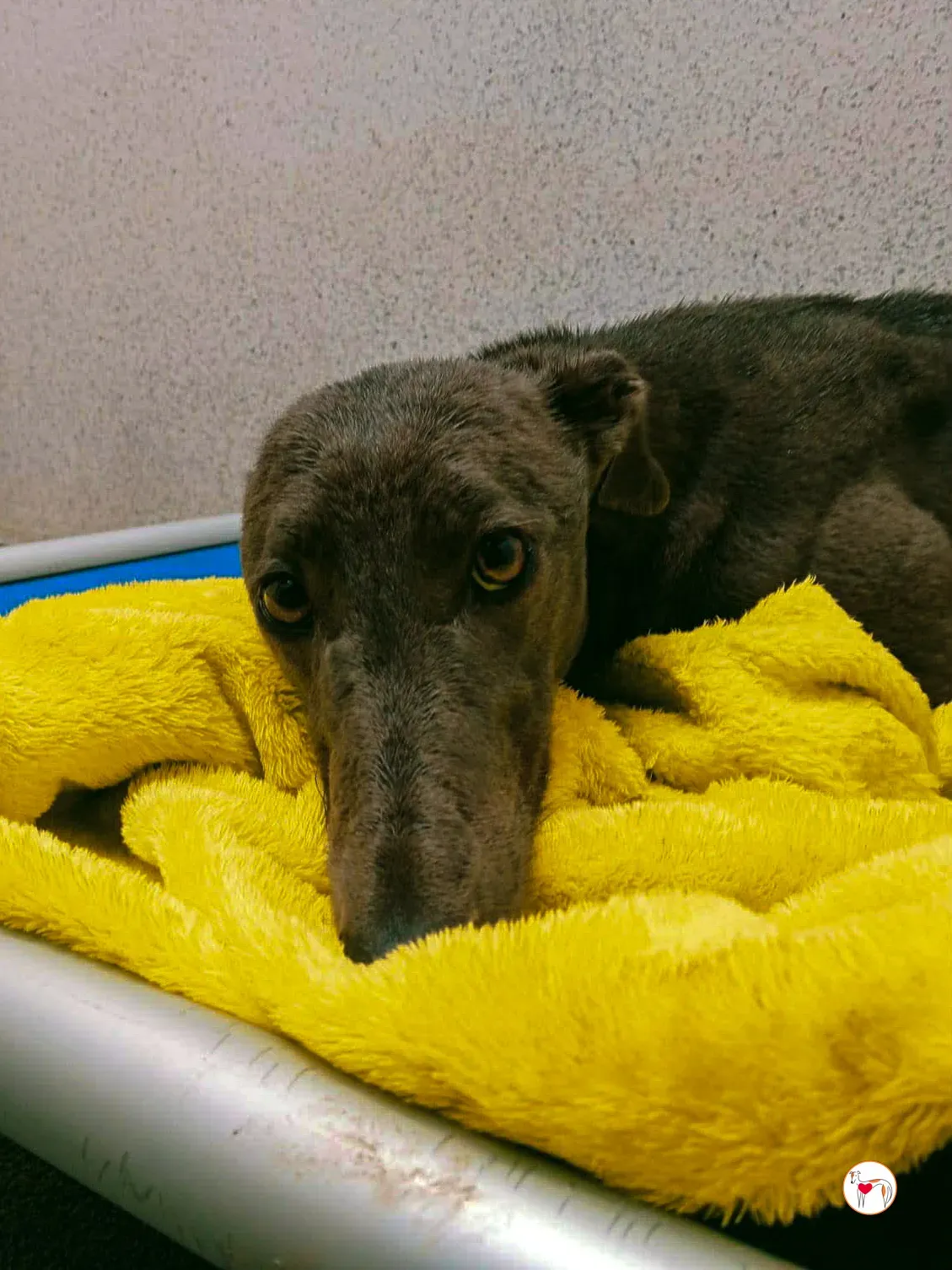 ashley grey adozione 9