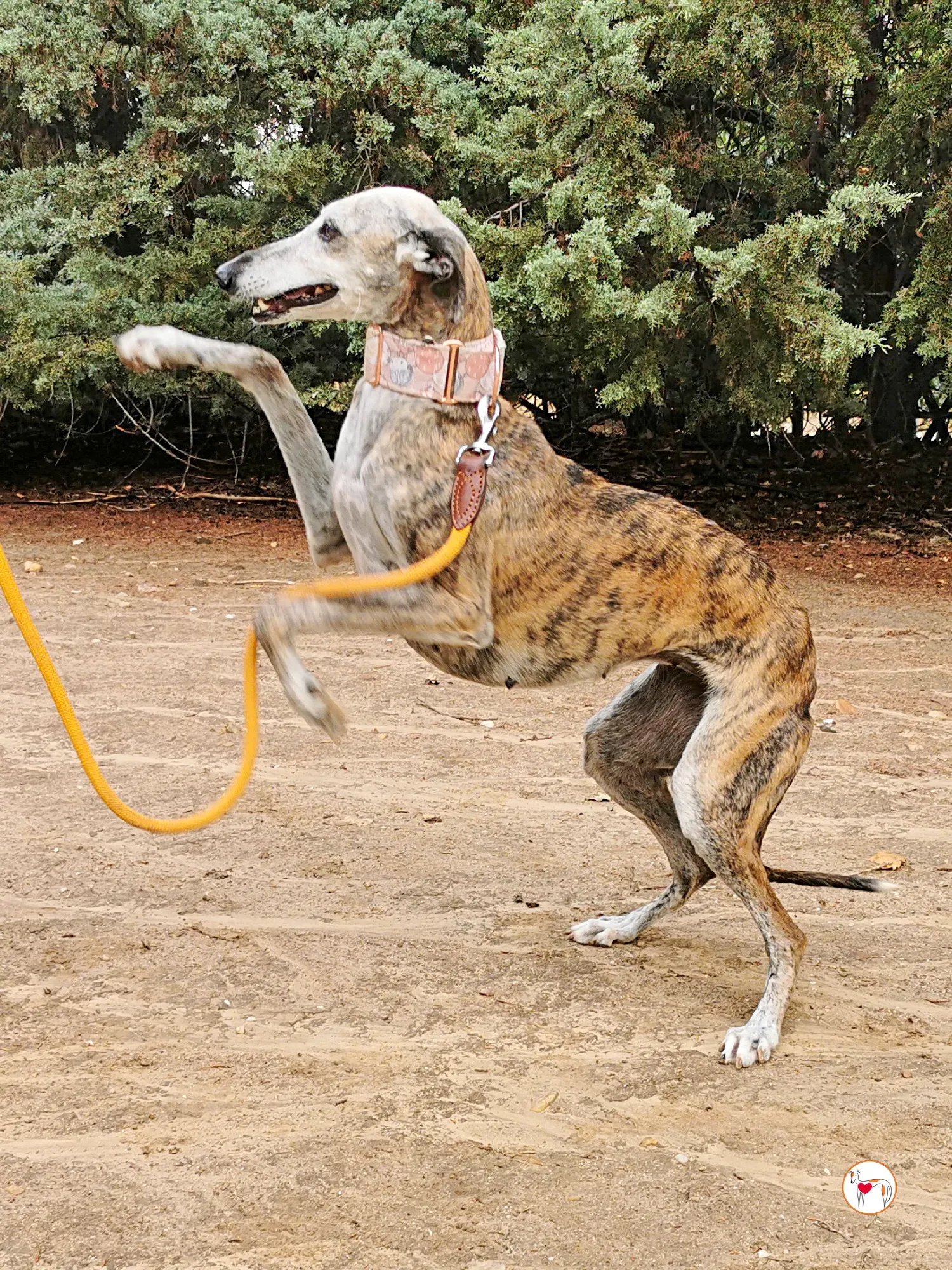 asia galgo adozione 01