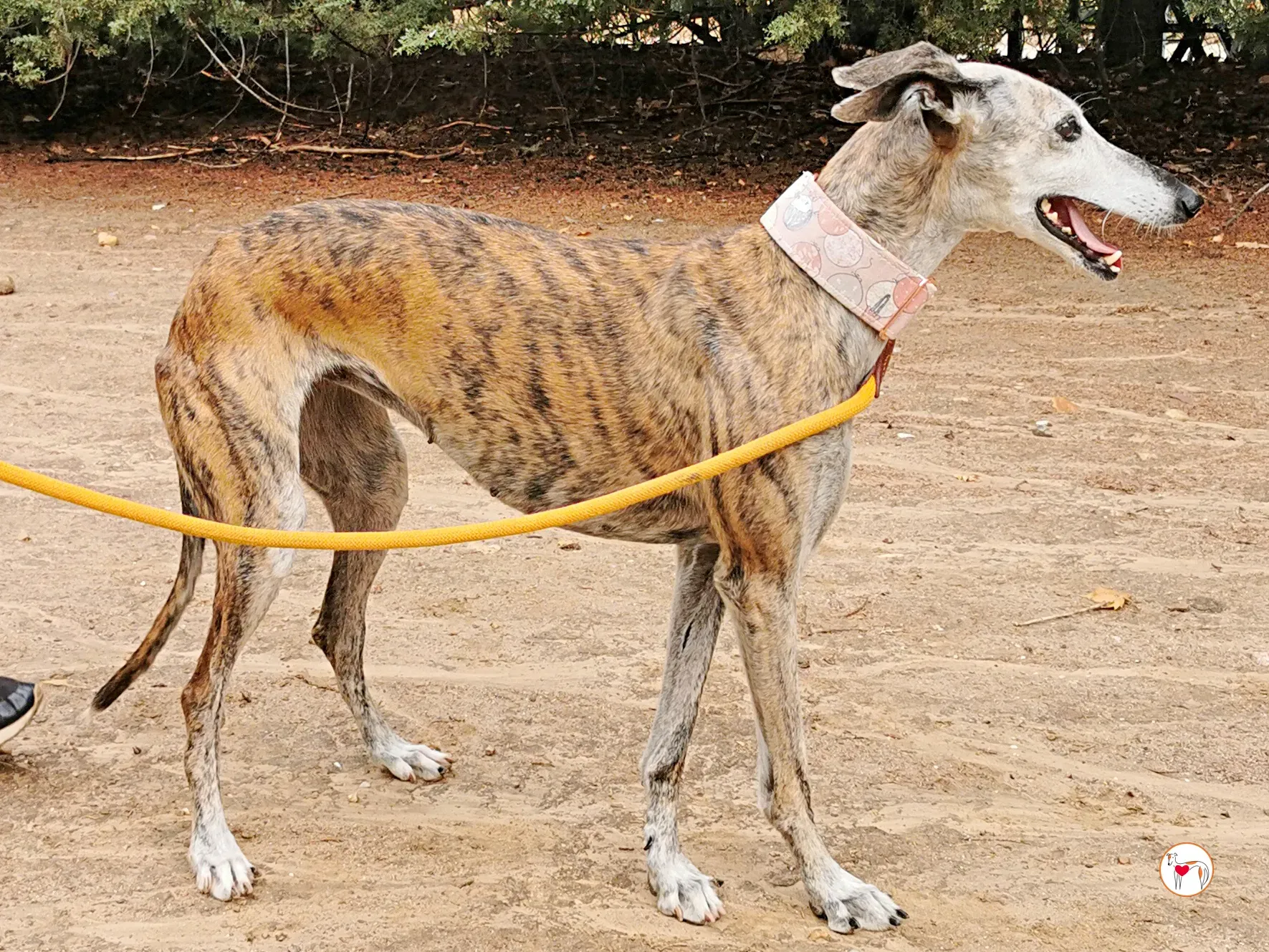 asia galgo adozione 02