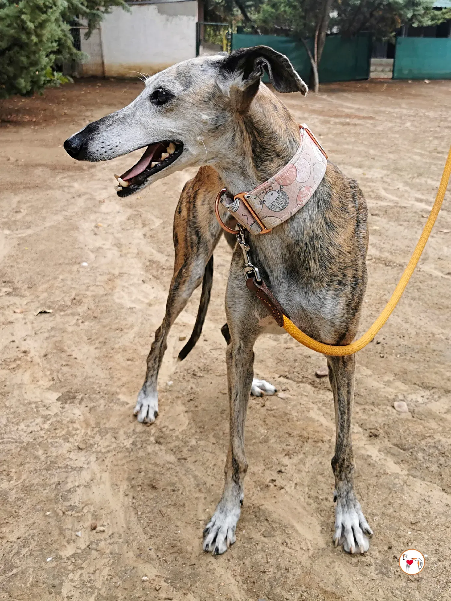 asia galgo adozione 03