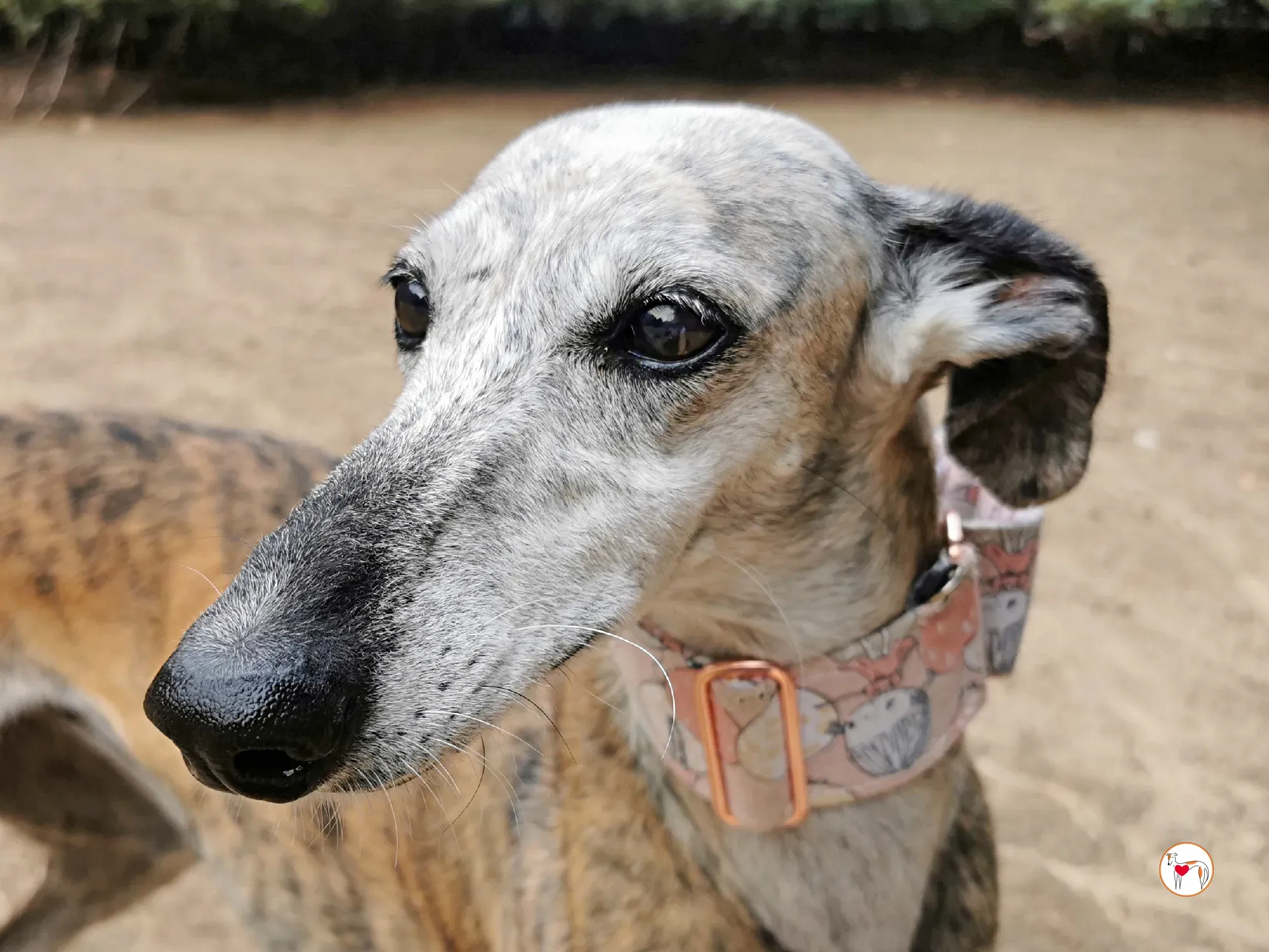 asia galgo adozione 04