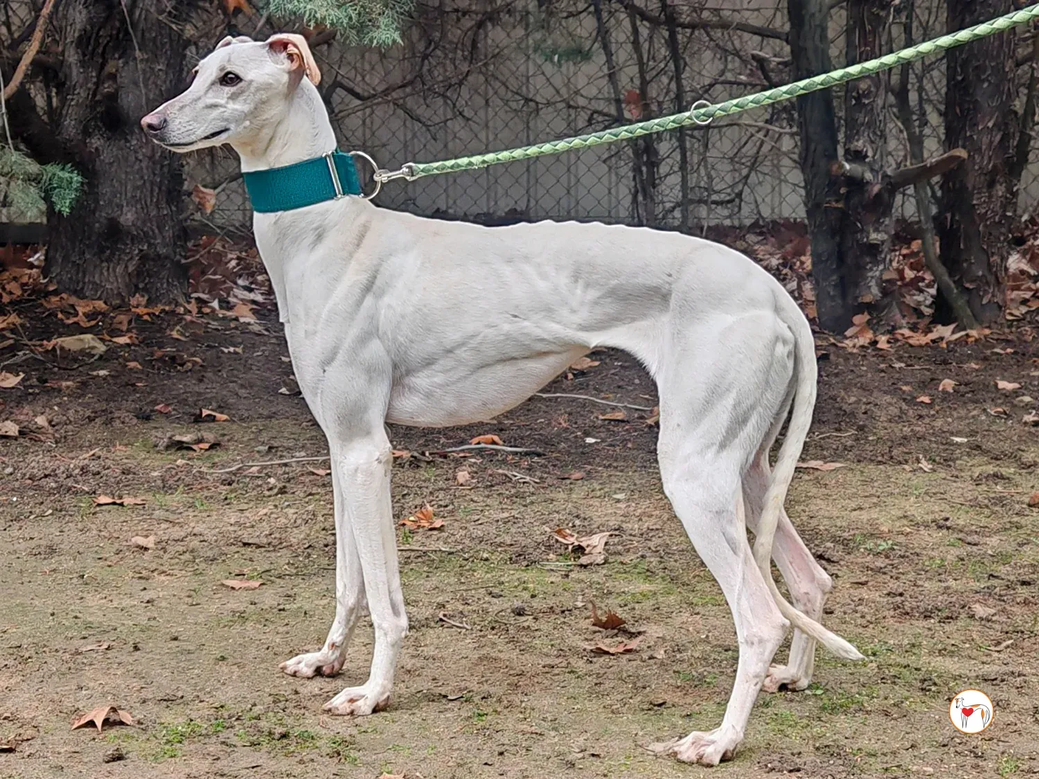 atenea galgo adozione 01