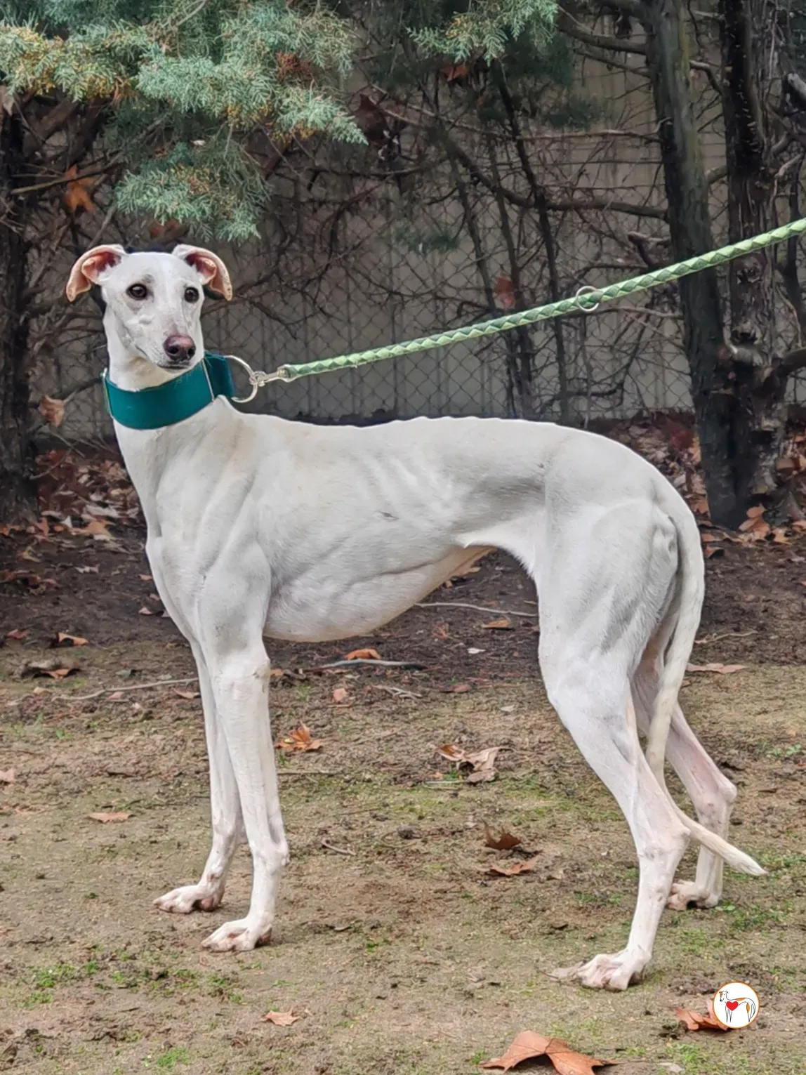 atenea galgo adozione 02