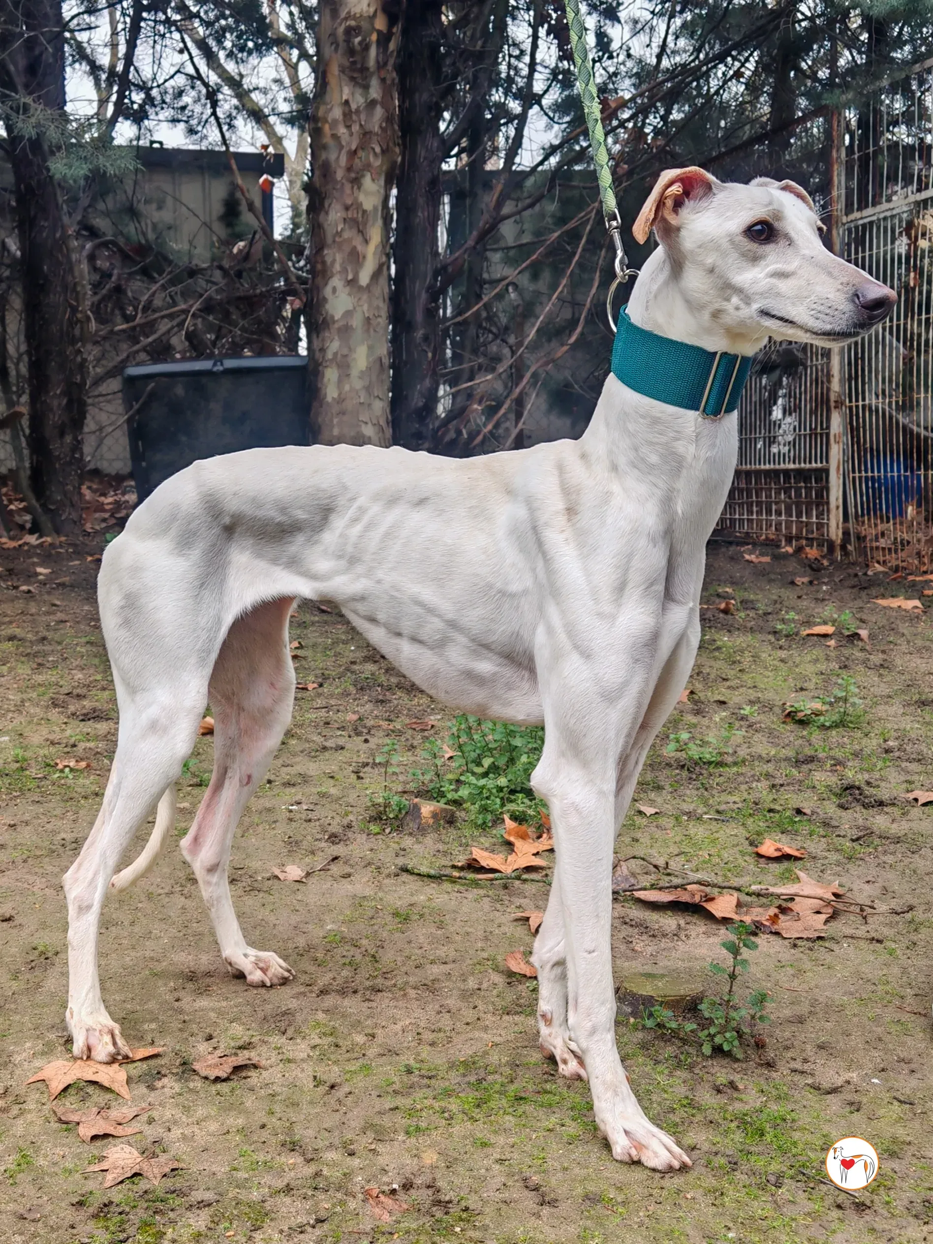 atenea galgo adozione 03