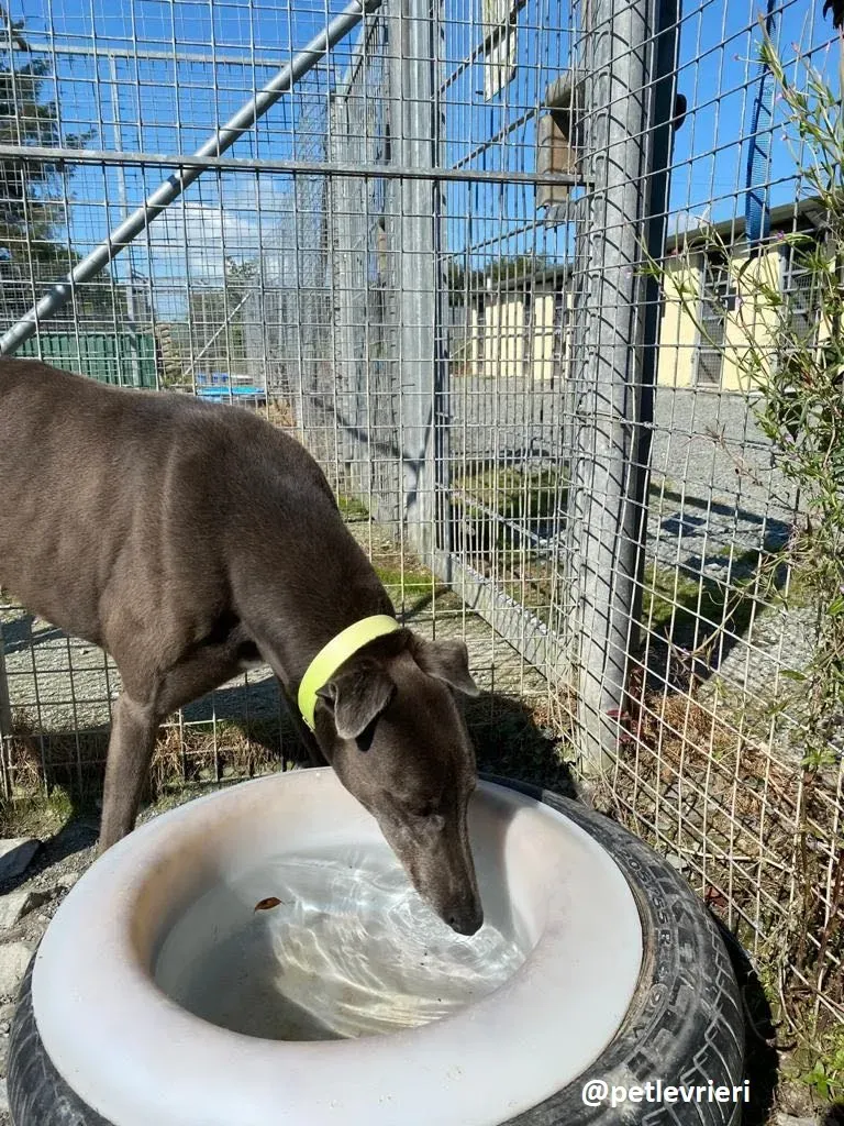 athena adozione greyhound 1