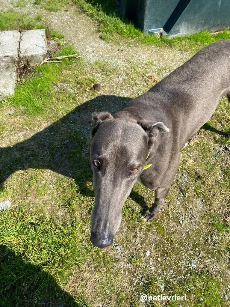 athena adozione greyhound 2