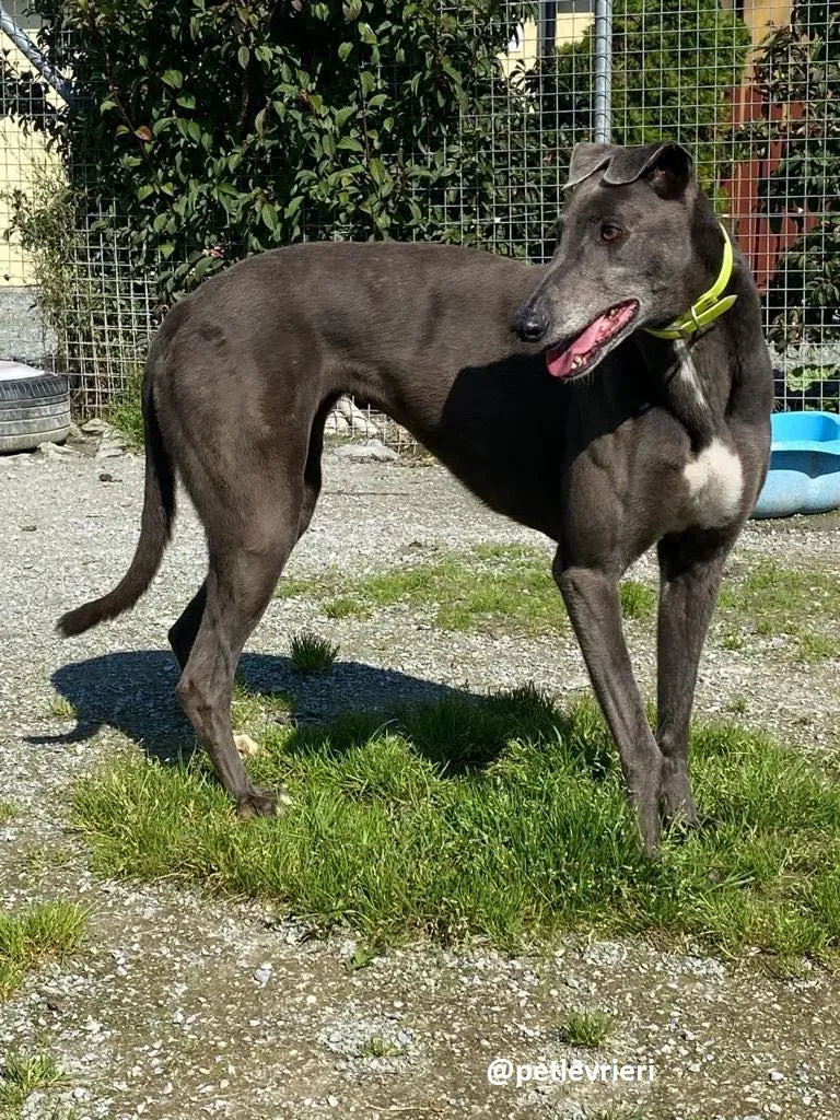 athena adozione greyhound 3