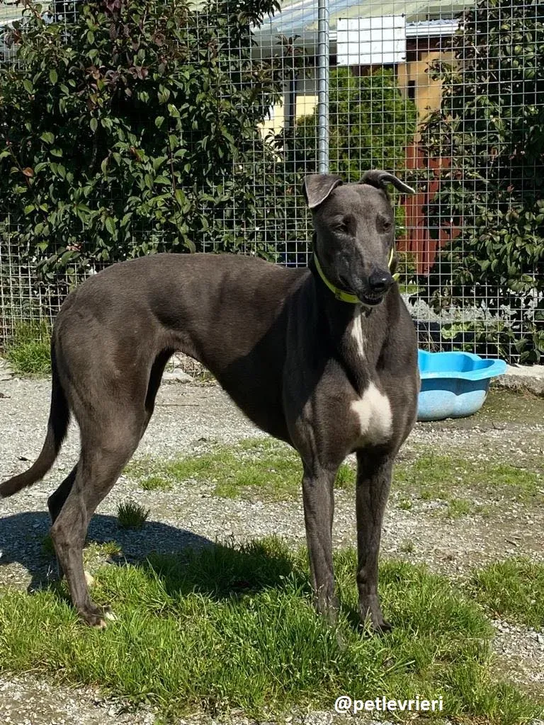 athena adozione greyhound 4